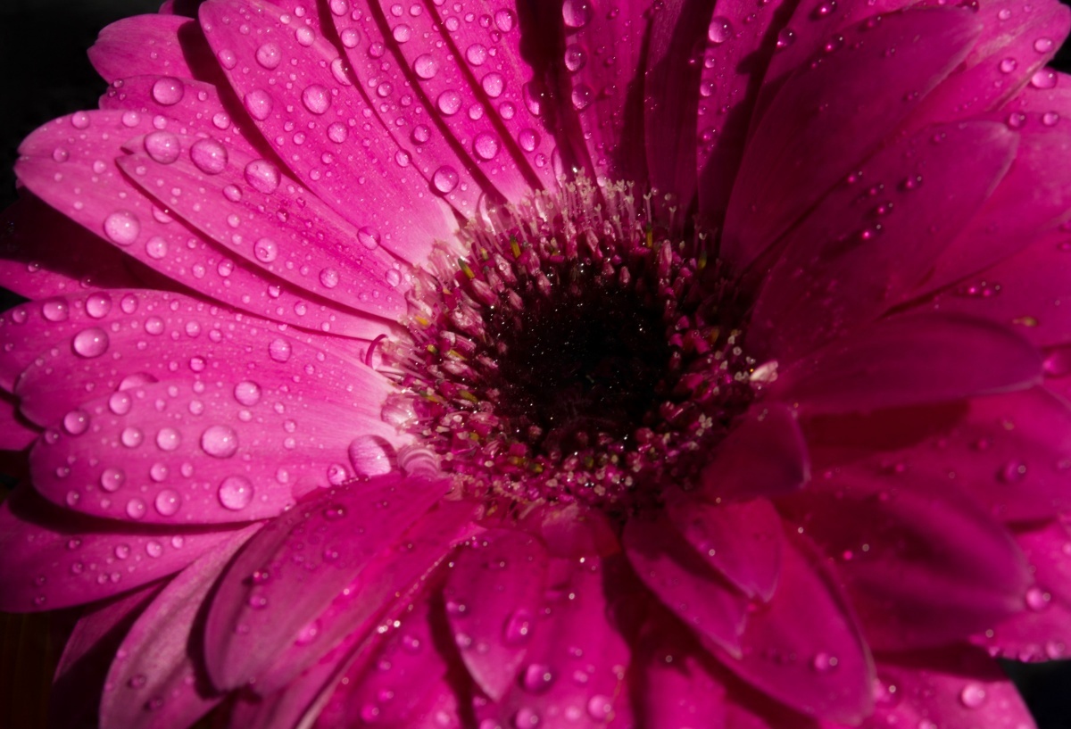 

Tapeta Flizelinowa Gerbera Fioletowy - 104x70