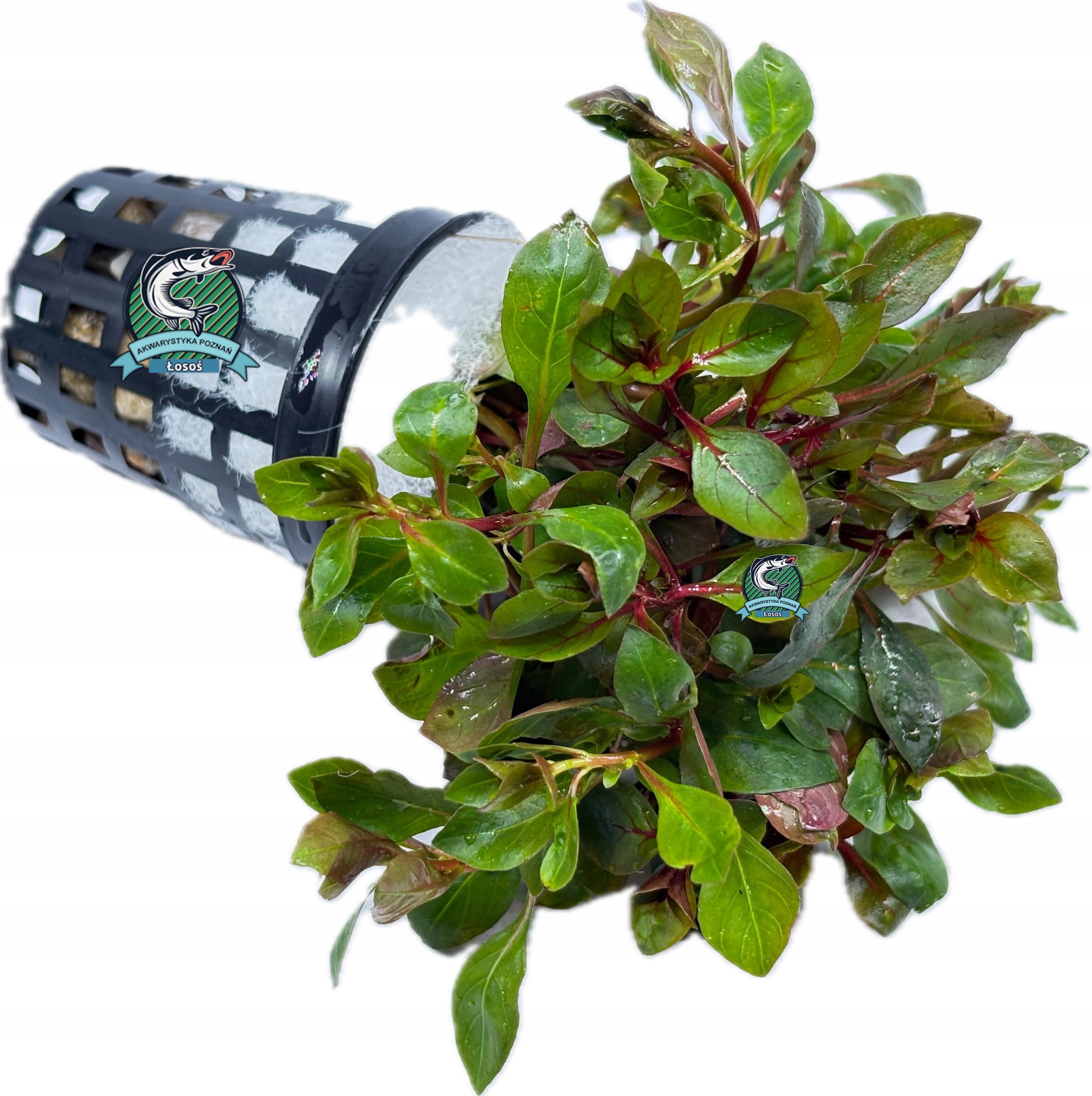 Ludwigia SP. 'Mini Super Red' [корзина]