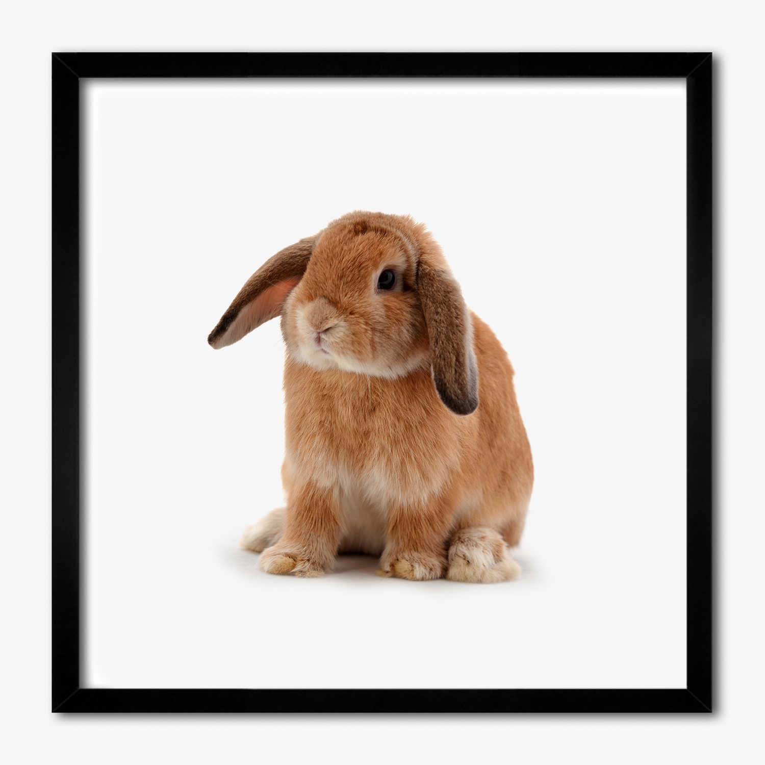 Foto obraz do pokoje na zeď Rudý králík 50x50
