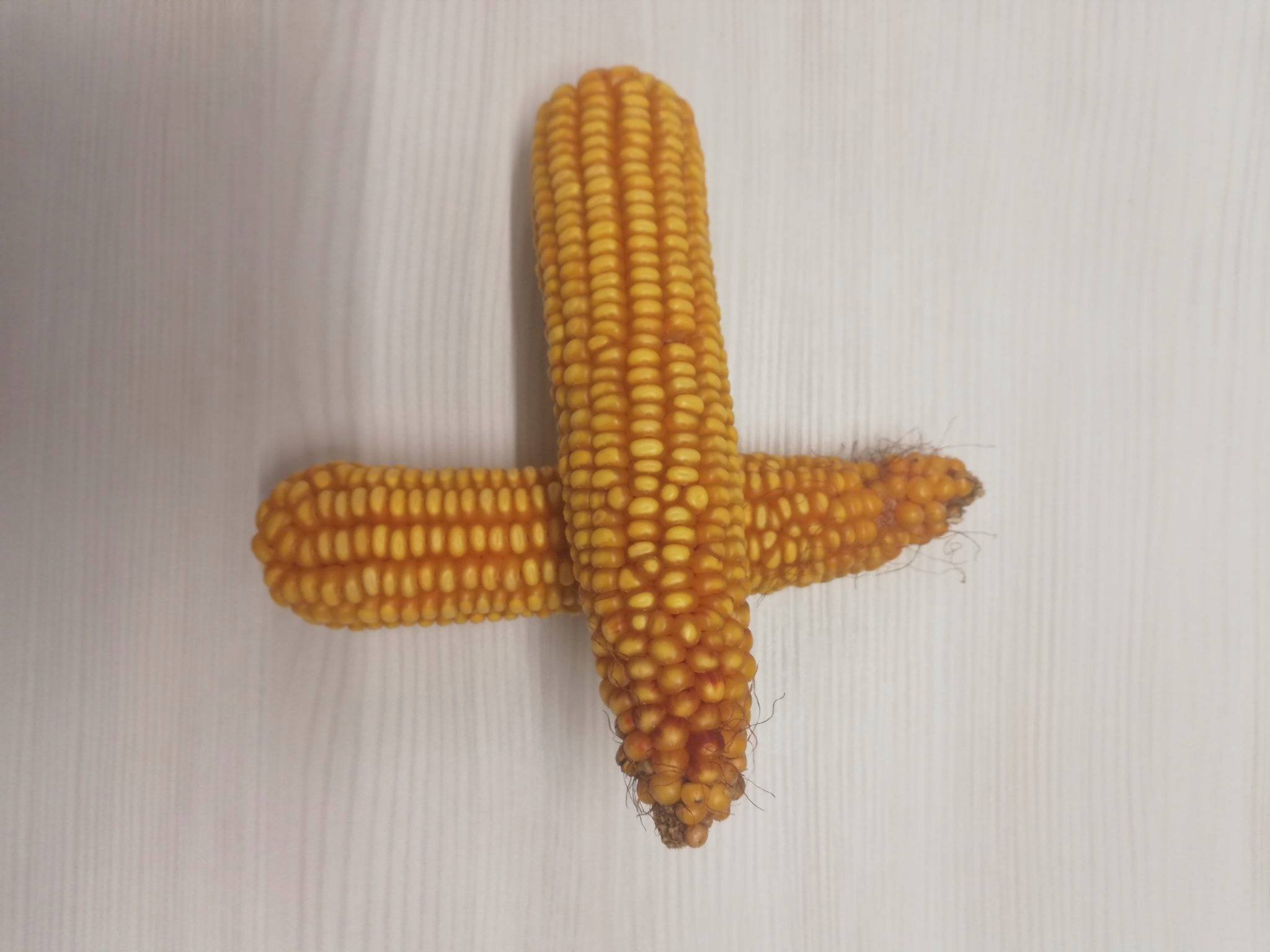 Semena kukuřice Kukuřice Dublin Optiplus