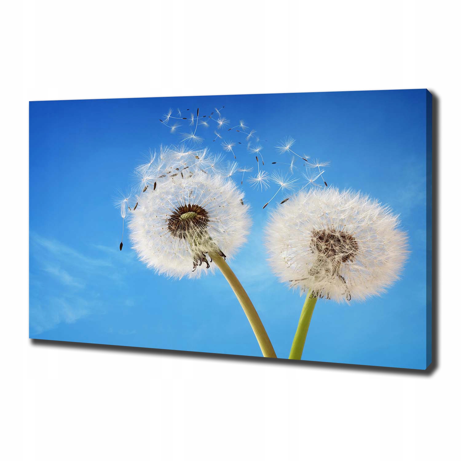 

Foto obraz canvas na ścianę Dmuchawce 100x70 cm