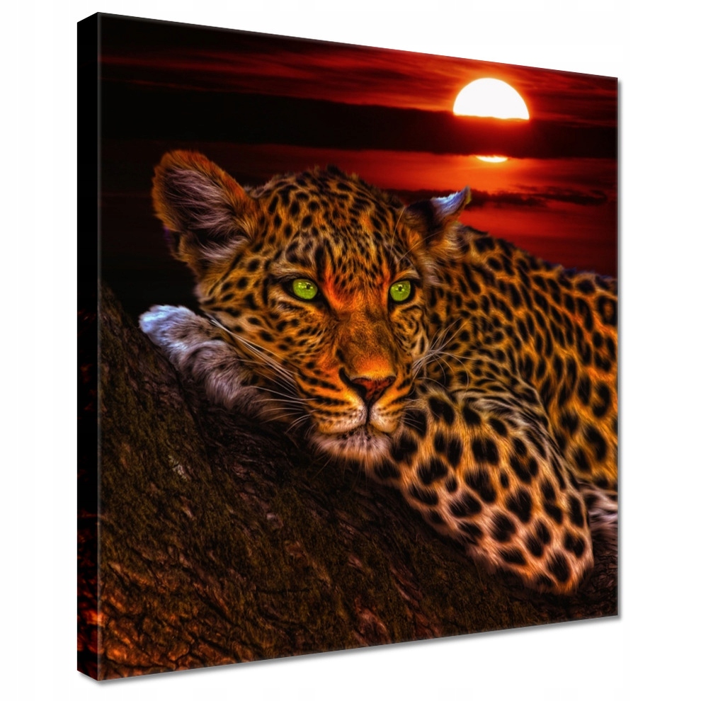 

Obrazy 50x50 Lampart pantera