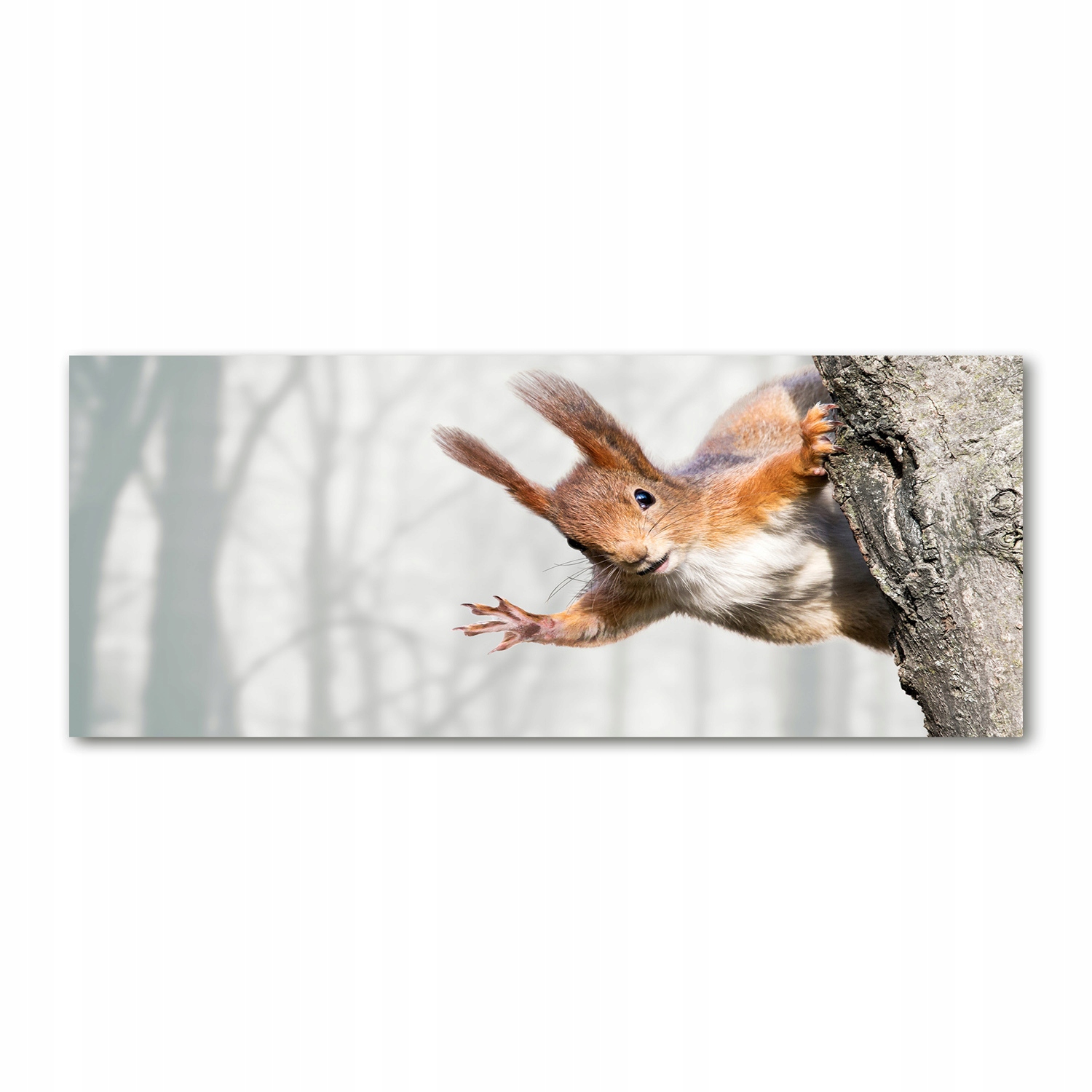 

Foto obraz na szkle akrylowym Wiewiórka 125x50 cm