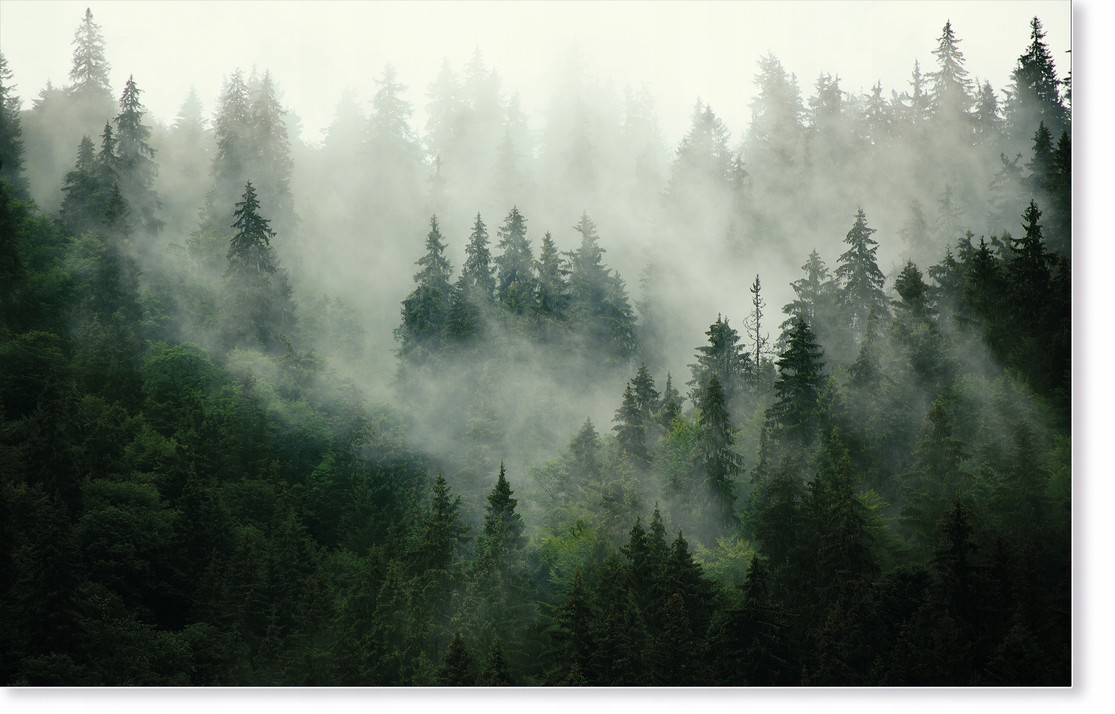 

Fototapeta Natura Las we mgle 400x280cm do salonu