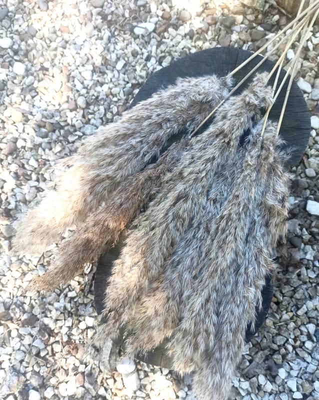 

Trawa Pampasowa Susz Naturalny 6 szt, Dekor