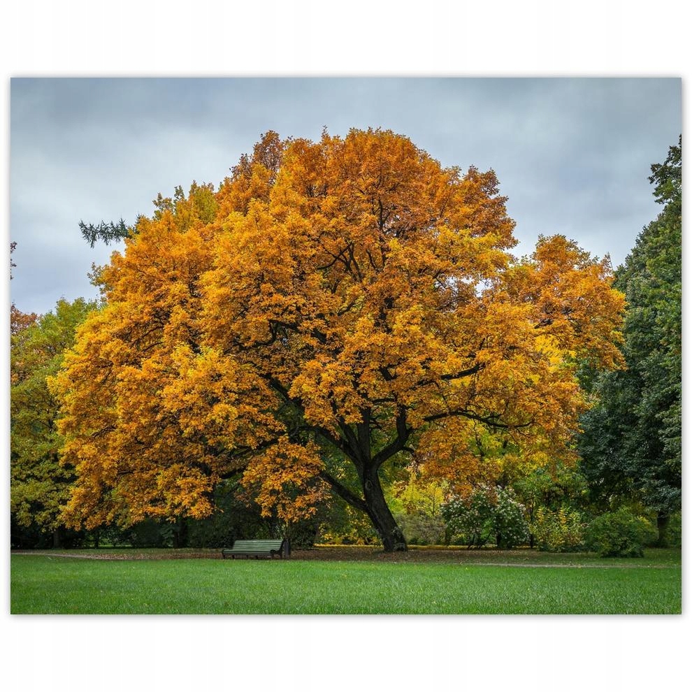 

Plakat 50x40 Drzewo