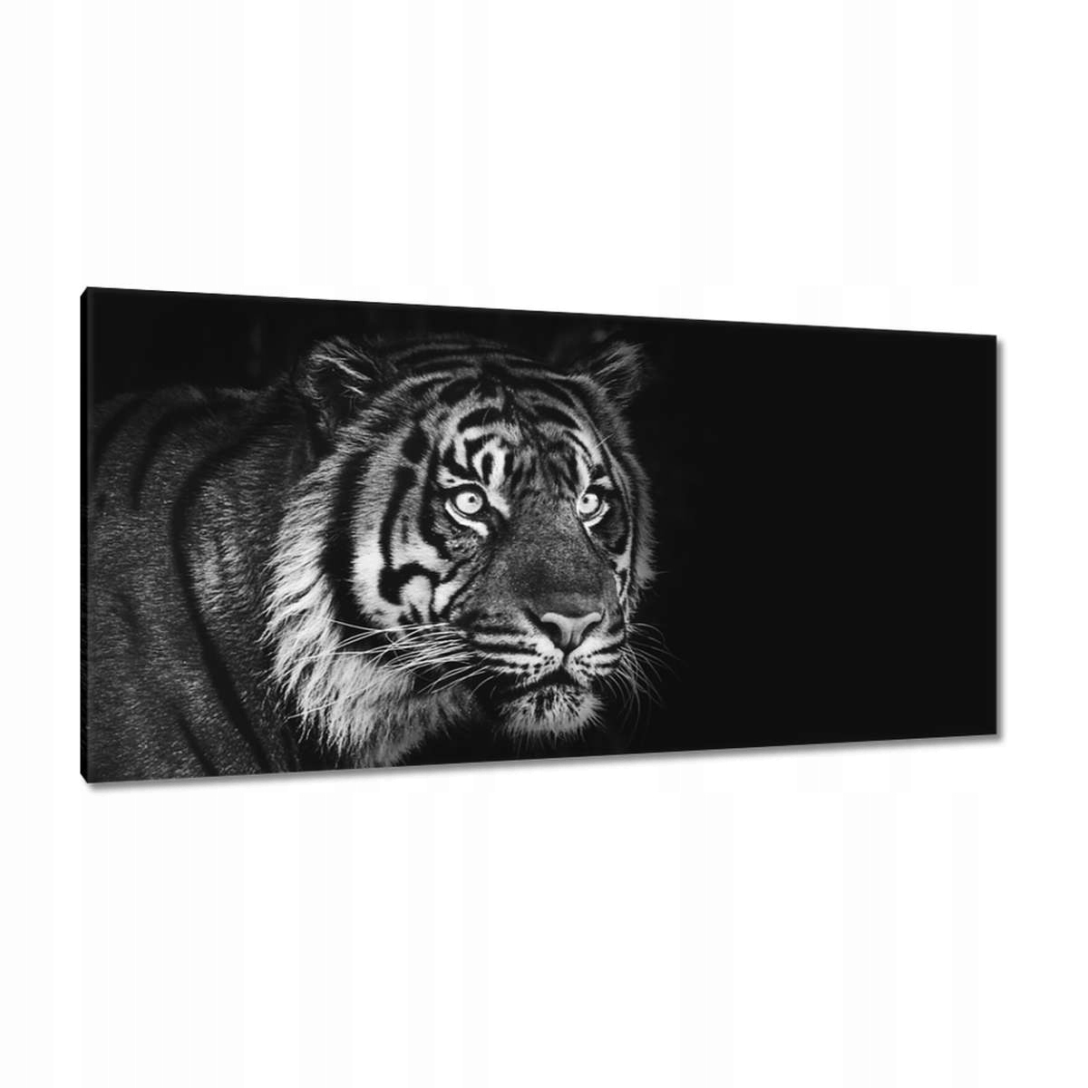 Obrazy 115x55 Sumaterský tygr