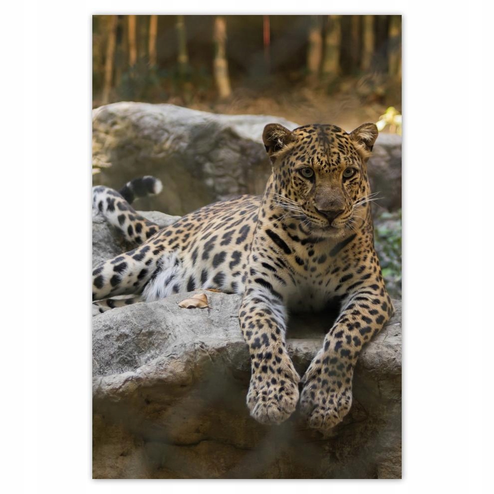 

Plakat 62x93 Lampart