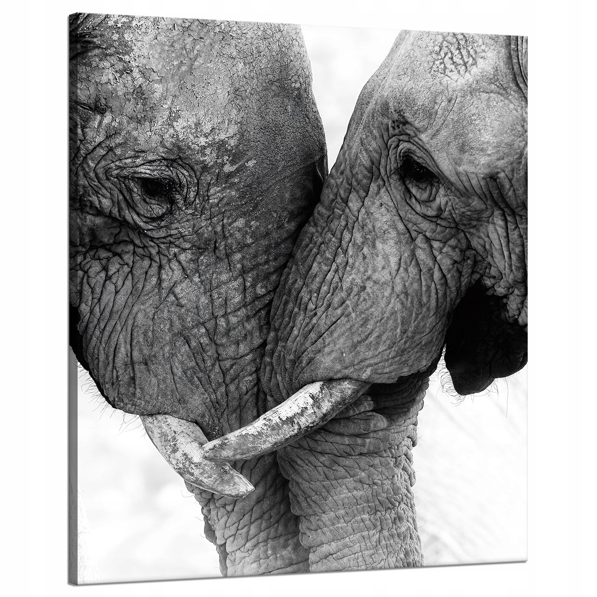 Obraz na plátně Přiblížení slonů Šedá příroda 80x100 cm