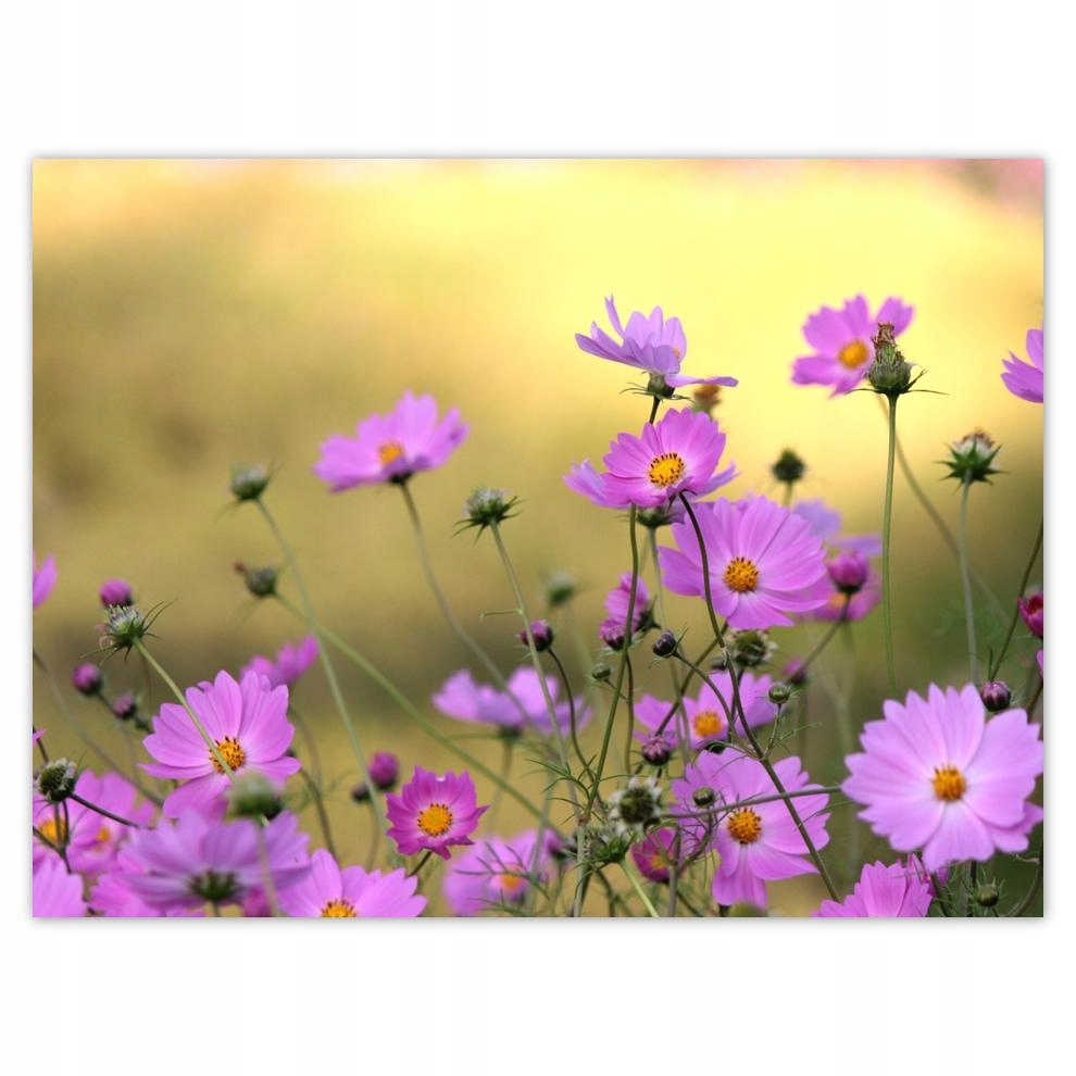 

Plakat 40x30 Delikatne kwiatki na łące
