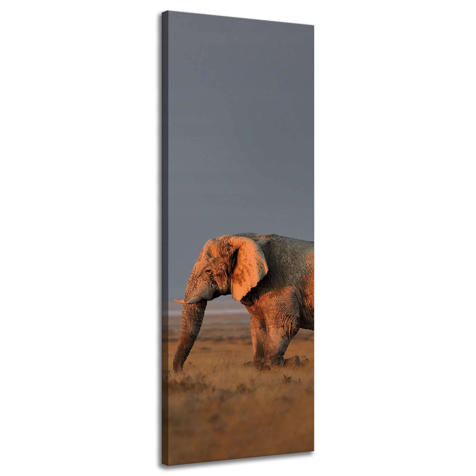 Obraz na plátně Slon Savana Afrika Nebe Tráva 40x120 cm