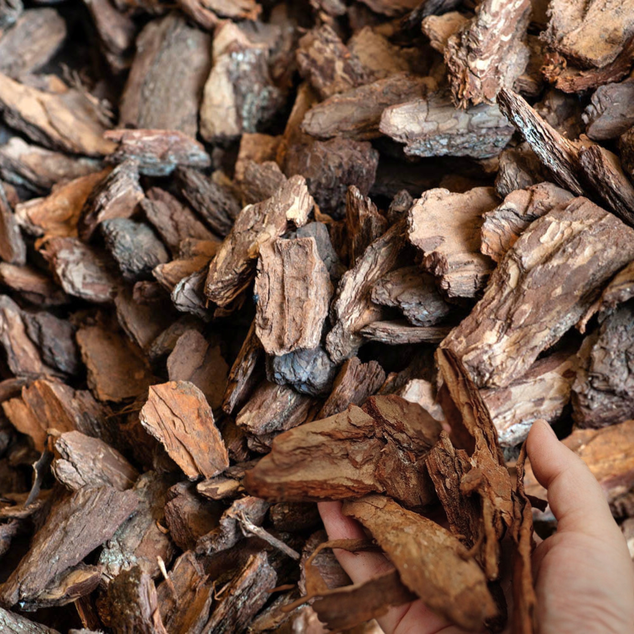 KORA SOSNOWA GRUBA XXL 50-150mm 60L DEKORACYJNA RĘCZNIE SORTOWANA Marka inna