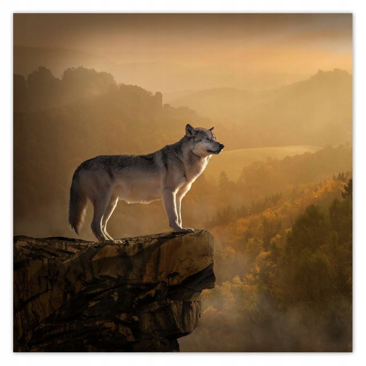 Fototapety 312x312 Wilk na skarpie