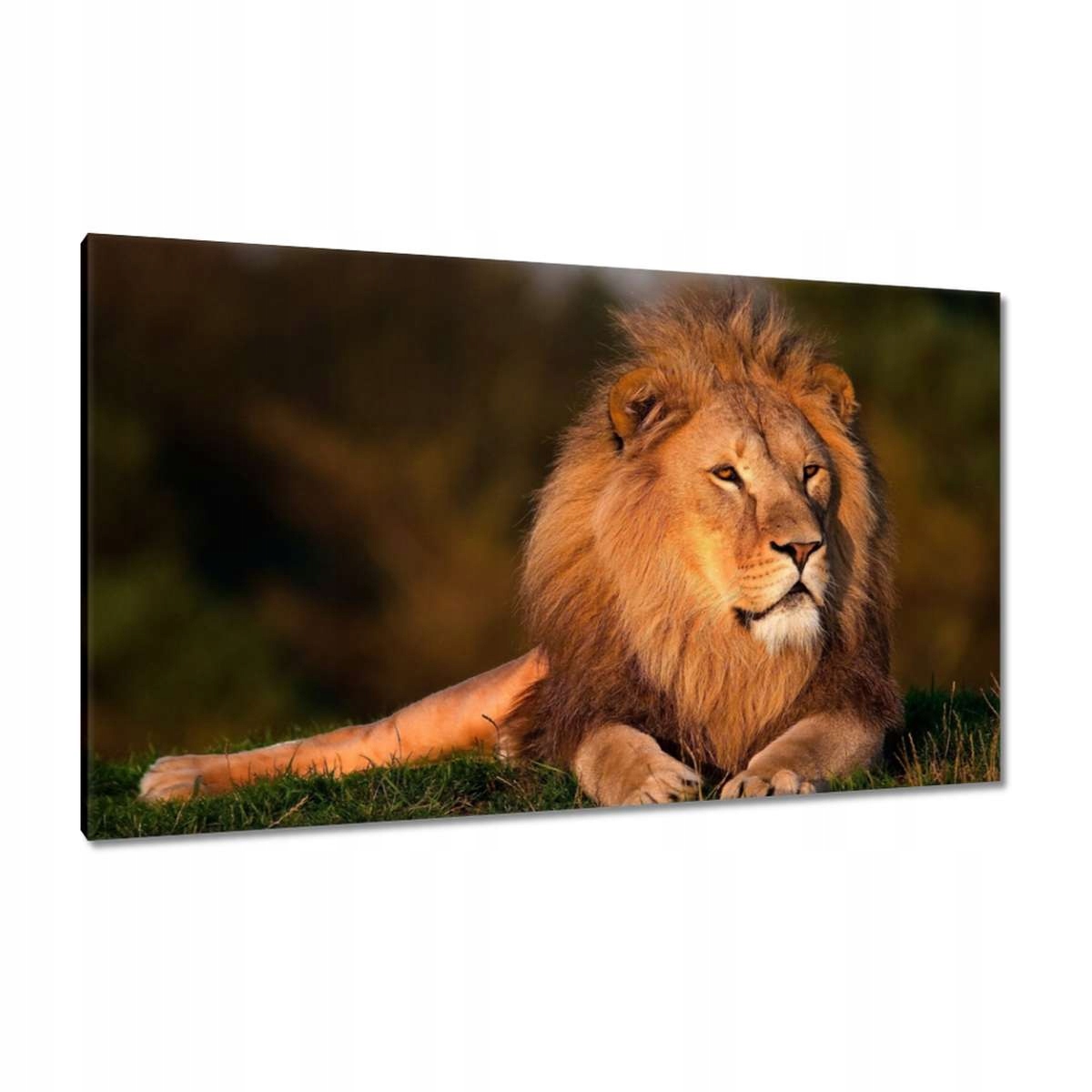 Obrazy 120x70 Lev