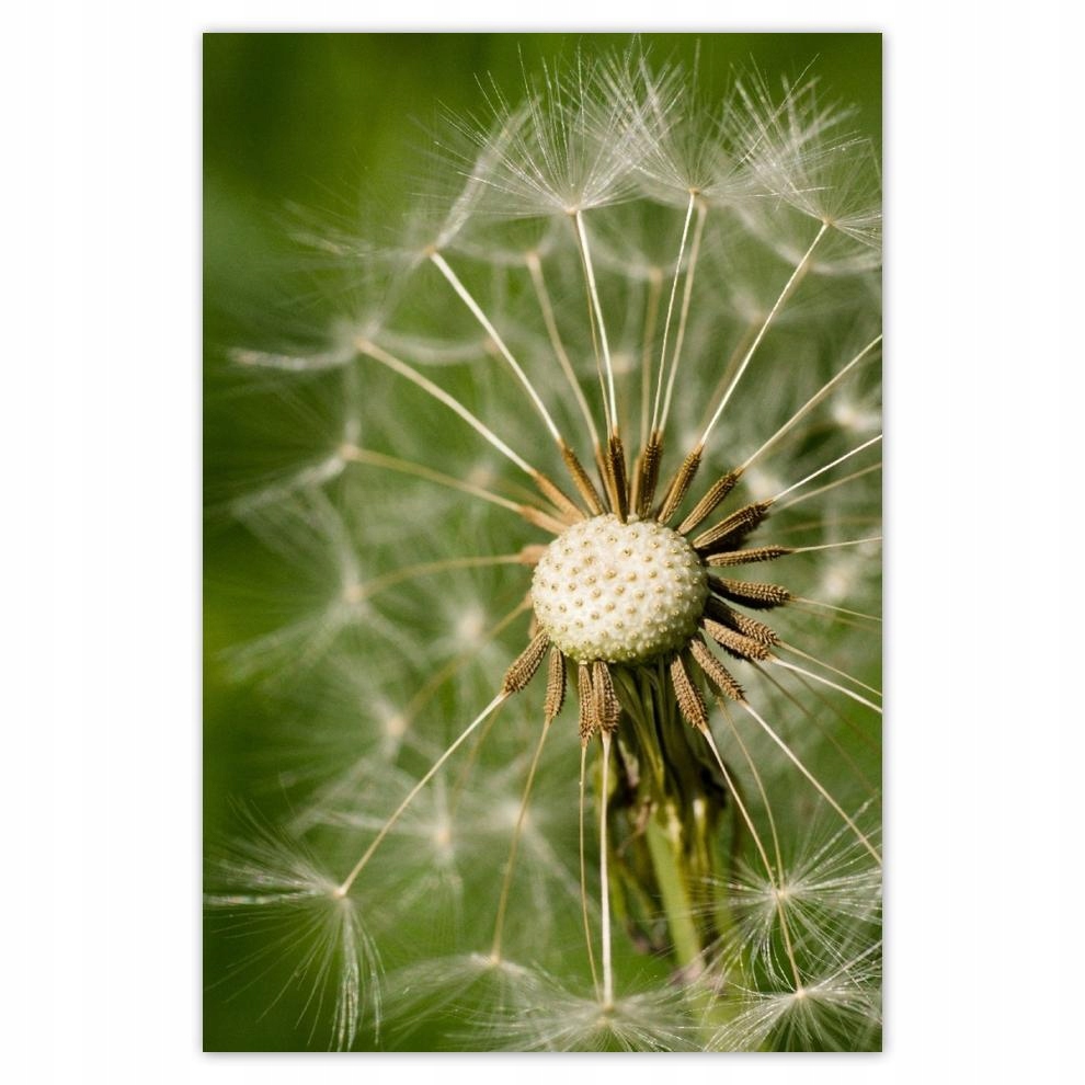 

Plakat 62x93 Dmuchawiec Kwiat Kwiatki