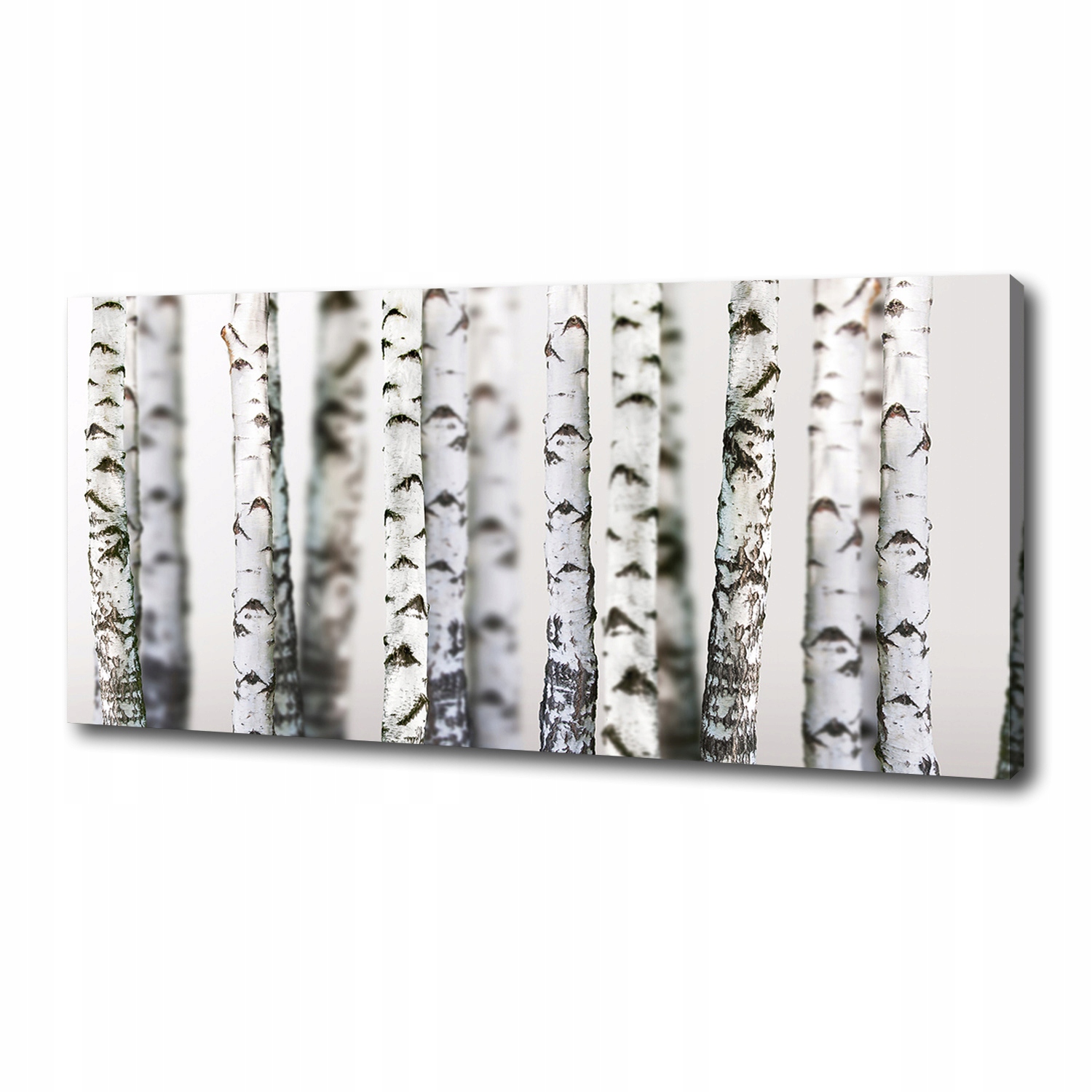 

Foto obraz canvas na ścianę Pnie brzozy 125x50 cm