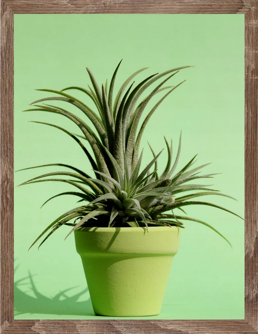 

Ramka na zdjęcia 10x15 sonoma ciemna ramki Mdf