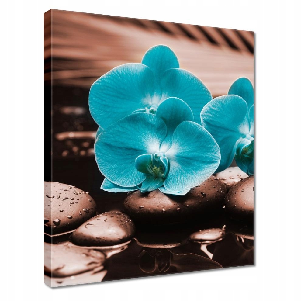 

Obrazy 40x50 Turkusowy storczyk