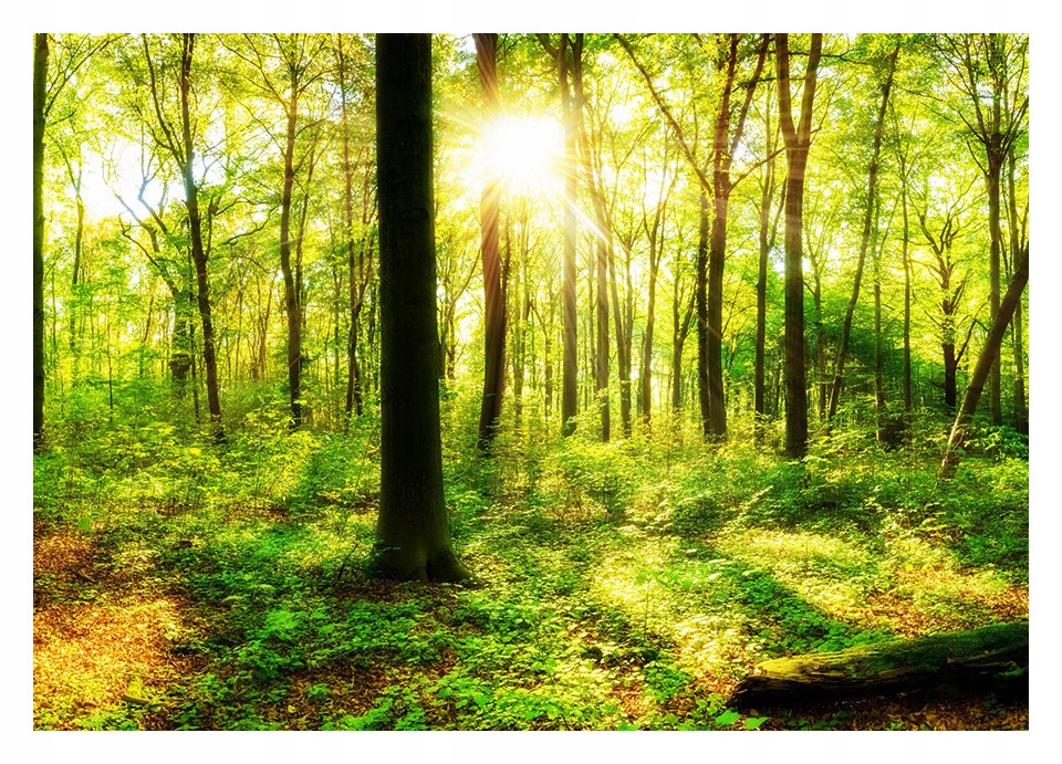 «дубовая роща». Еловый лес щелково. Лес д 1. Светлая поляна в лесу. Красивый лес.