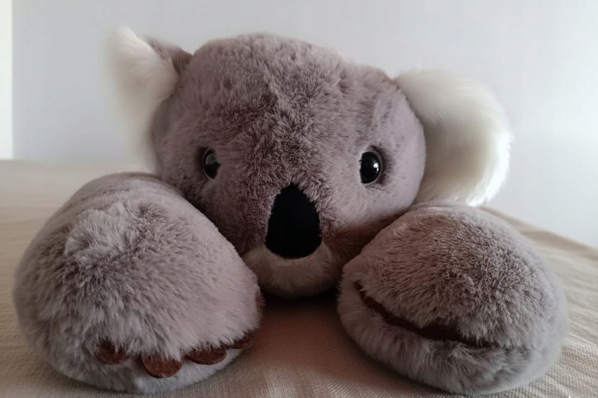 Miś obciążeniowy Koala 1,5kg Adhd Autyzm uspokajający stres sensoryka