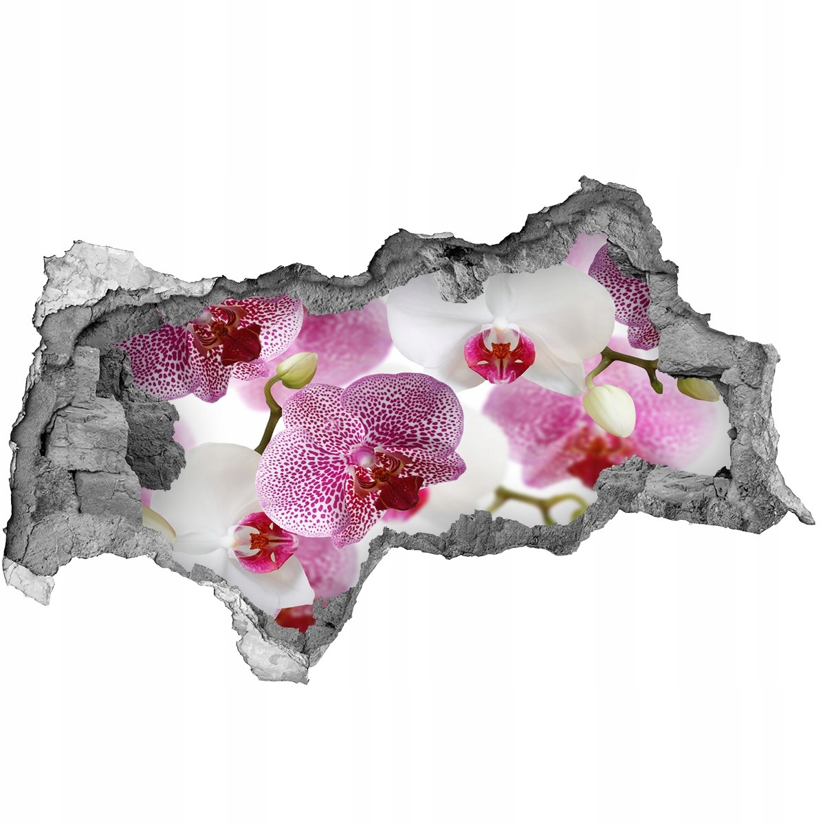 

Fototapeta Naklejka na ścianę fototapeta Orchidea
