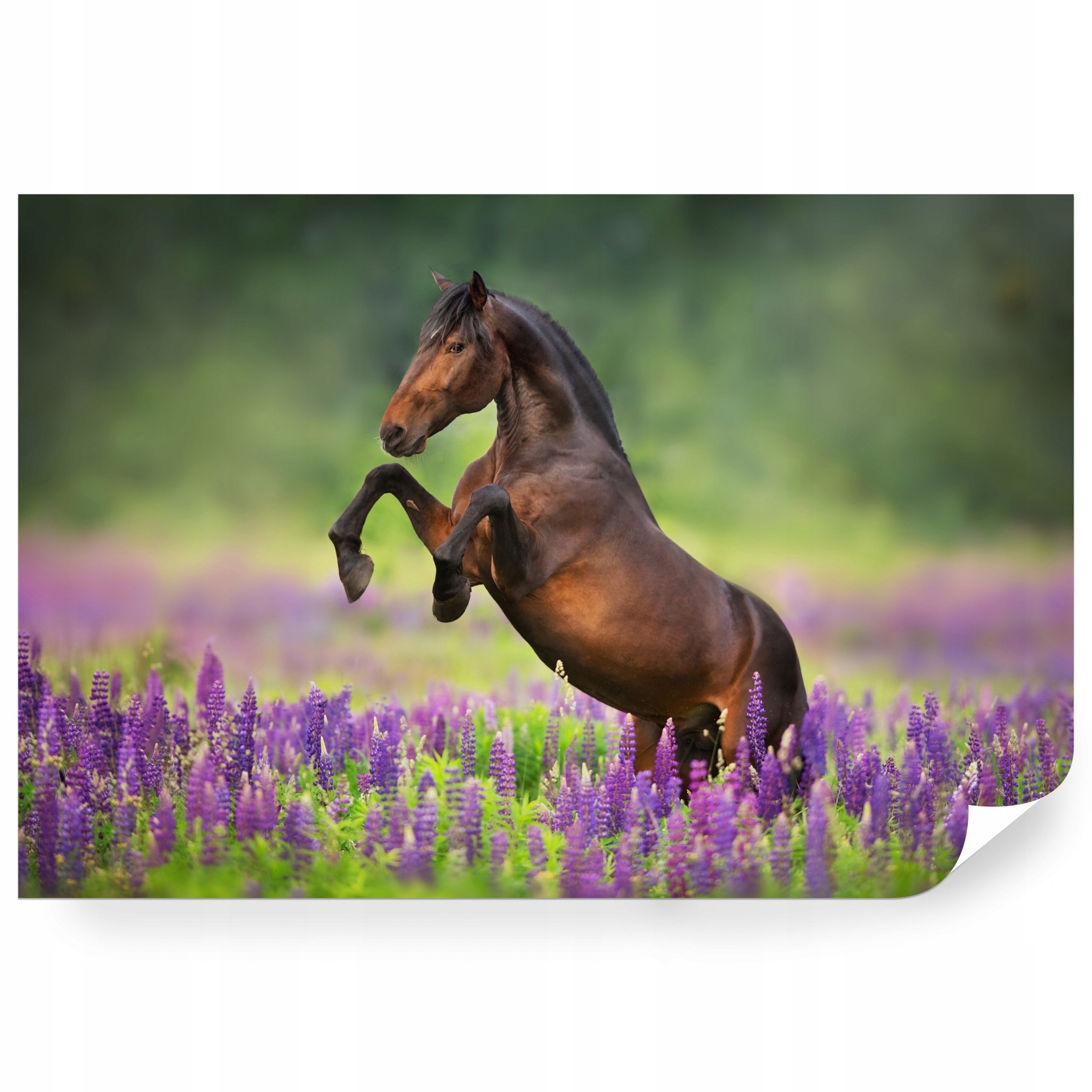 Fototapeta samolepicí Arabský Kůň Na Louce Mezi Květinami 360 x 240 cm