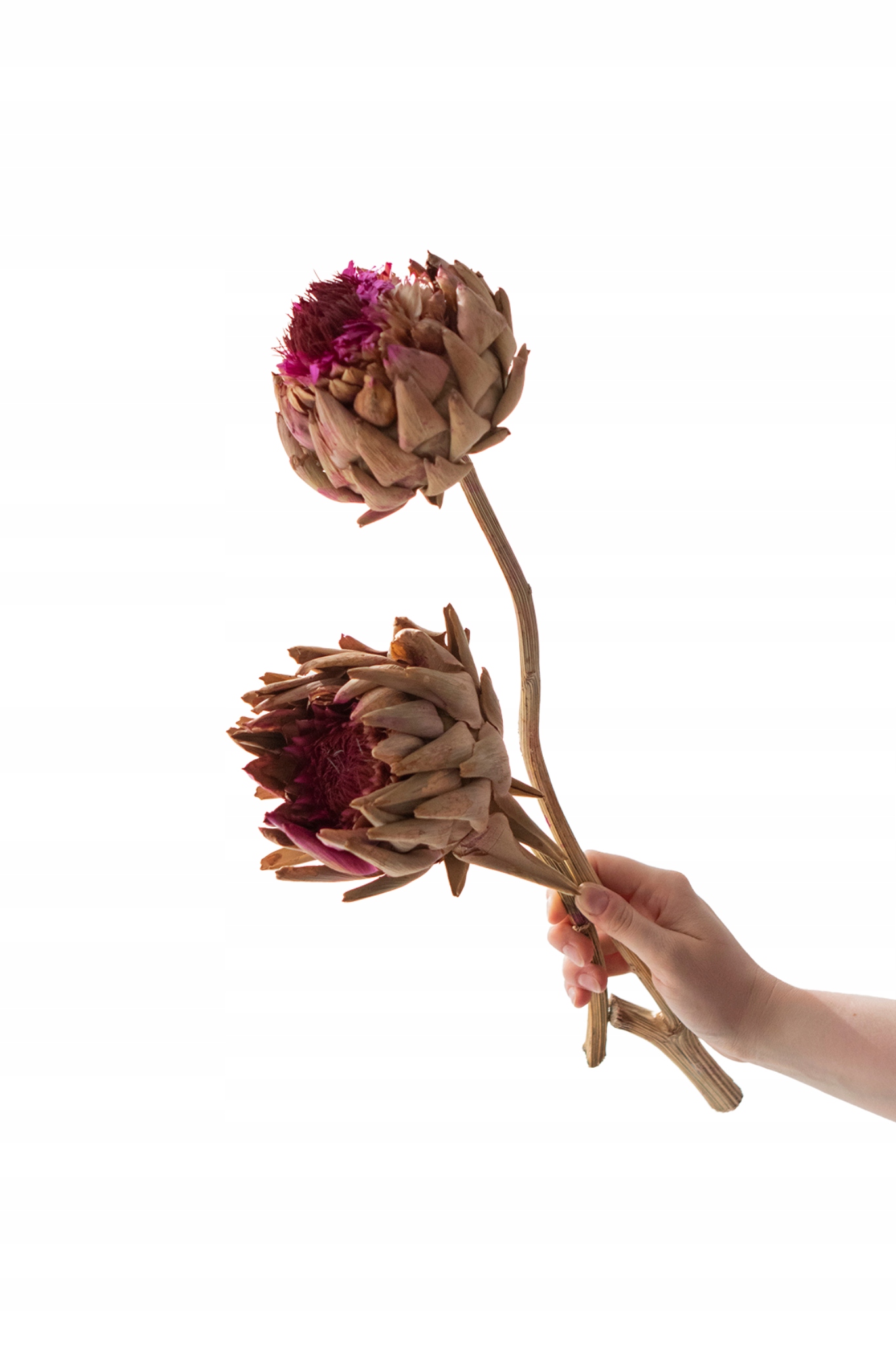 Suszony KWIAT KARCZOCH artichoke susz do wazonu