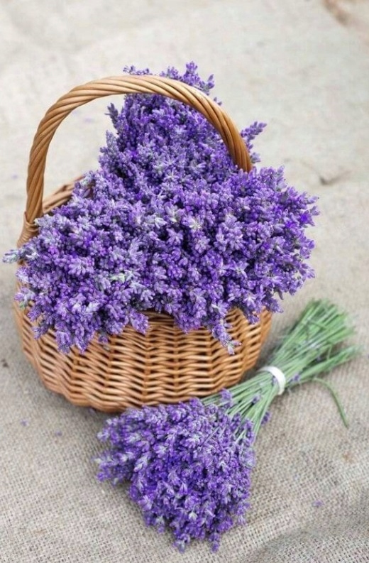 Zapach do świec parafin wosk olejek 10ml LAWENDA Nazwa zapachu producenta LAWENDA