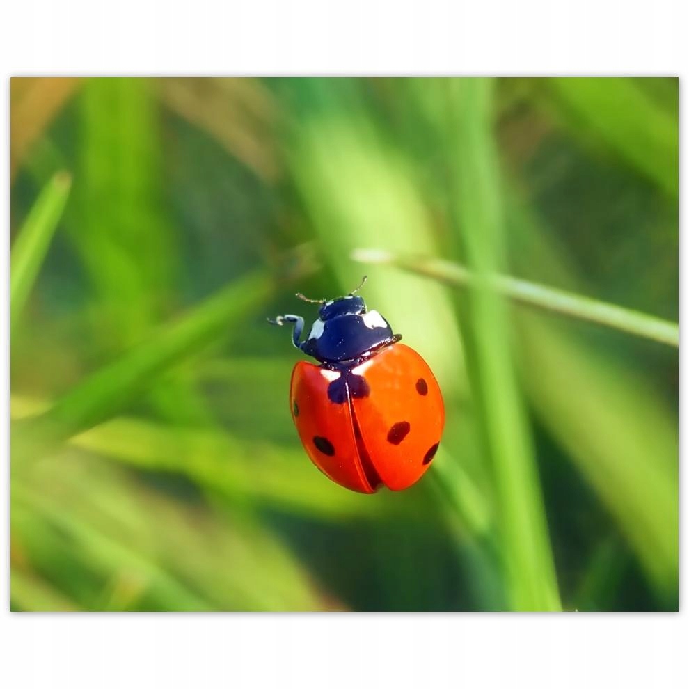 

Plakat 50x40 Zwierzęta Zwierzątka