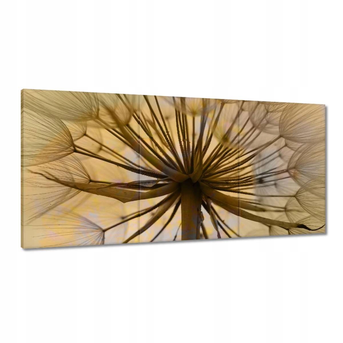 Obrazy 180x90 Púpava Kvet Kvety