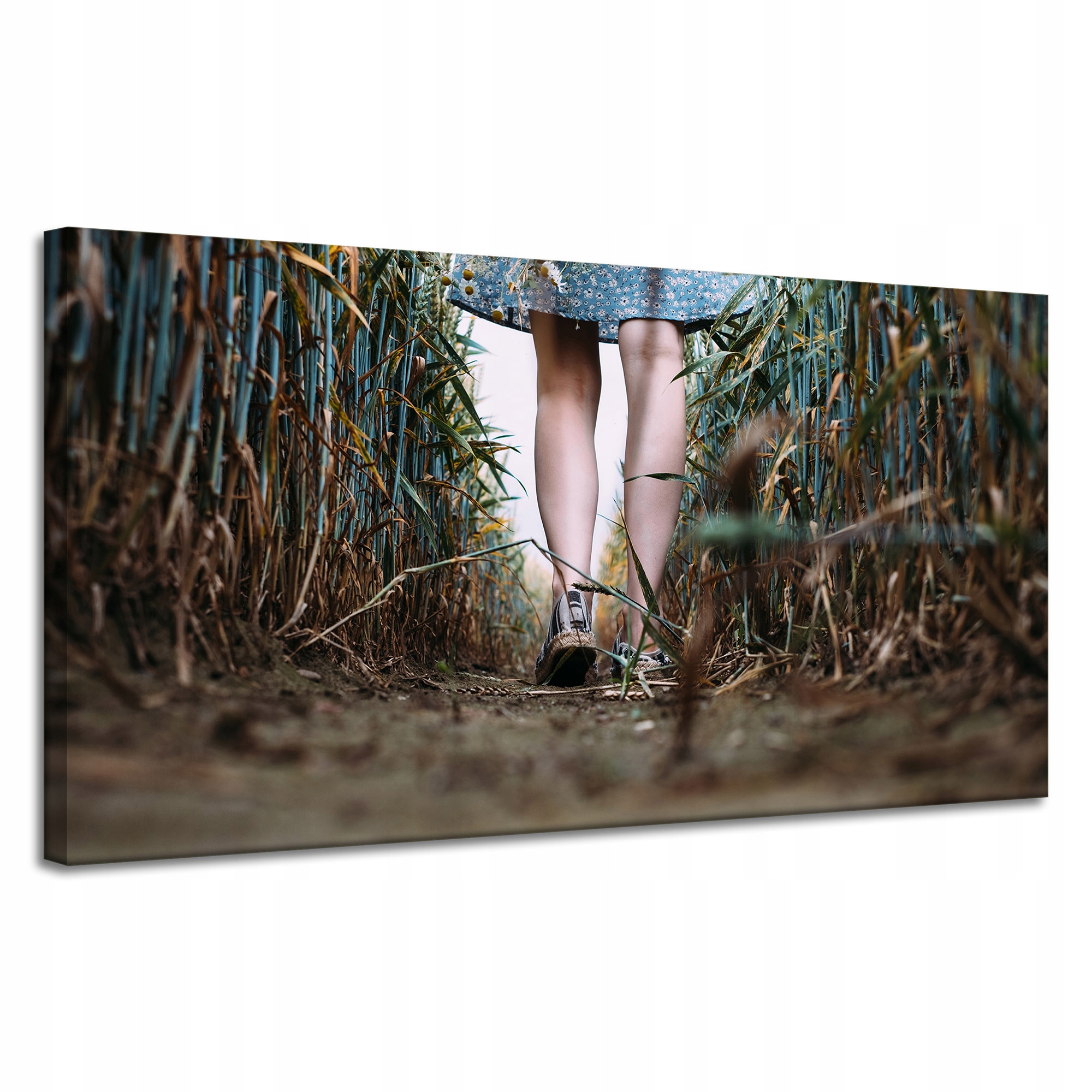Obraz Canvas Natura Procházka kukuřičným obilím 120x60