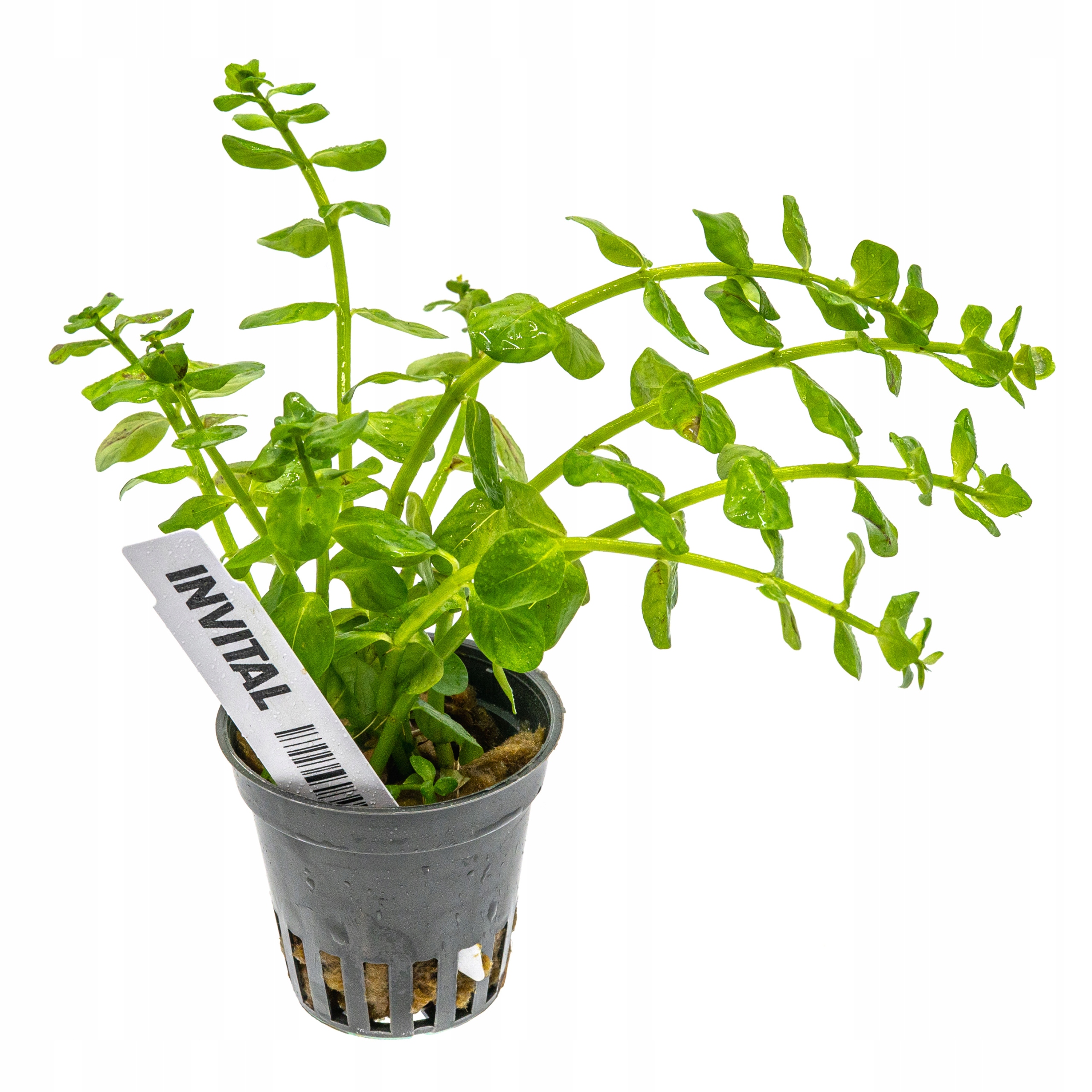 INVITAL Rotala sp. Green koszyk Ø 5,5cm