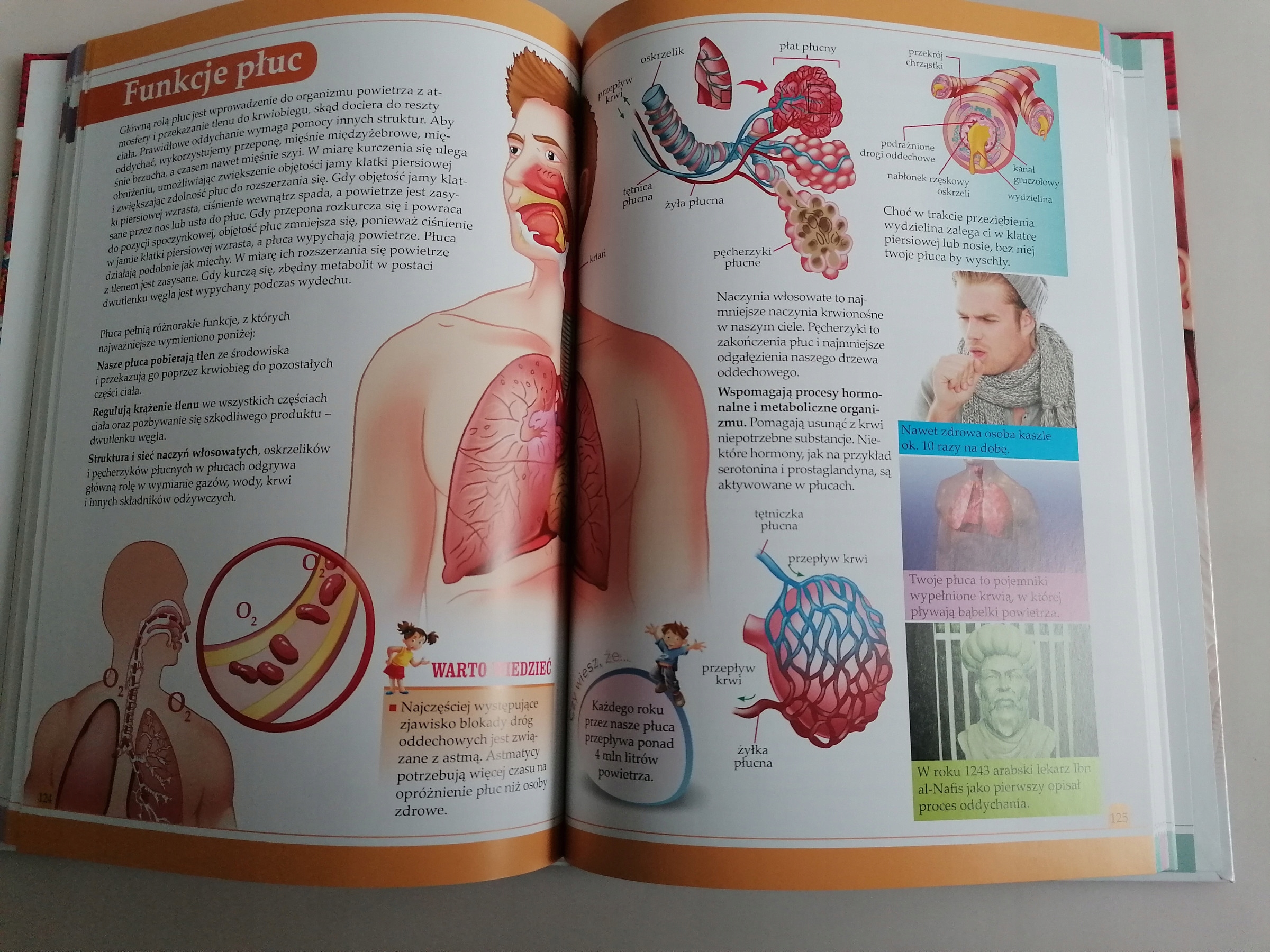 ENCYKLOPEDIA CIAŁO CZŁOWIEKA Części ciała, Zmysły Arystoteles Rok wydania 2021