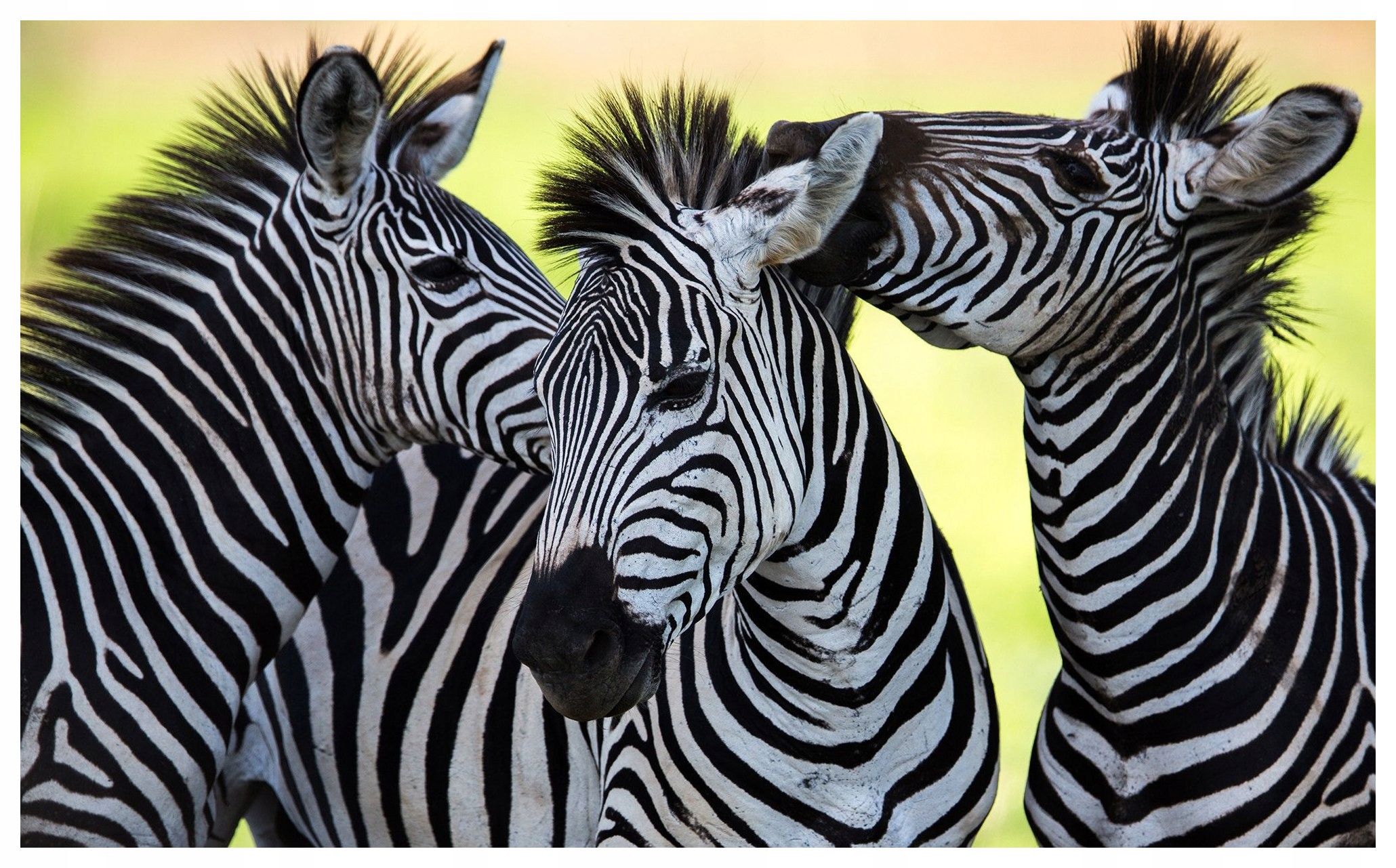 Vliesová fototapeta Zebry Afrika príroda divoké zvieratá 400x280 lepidlo