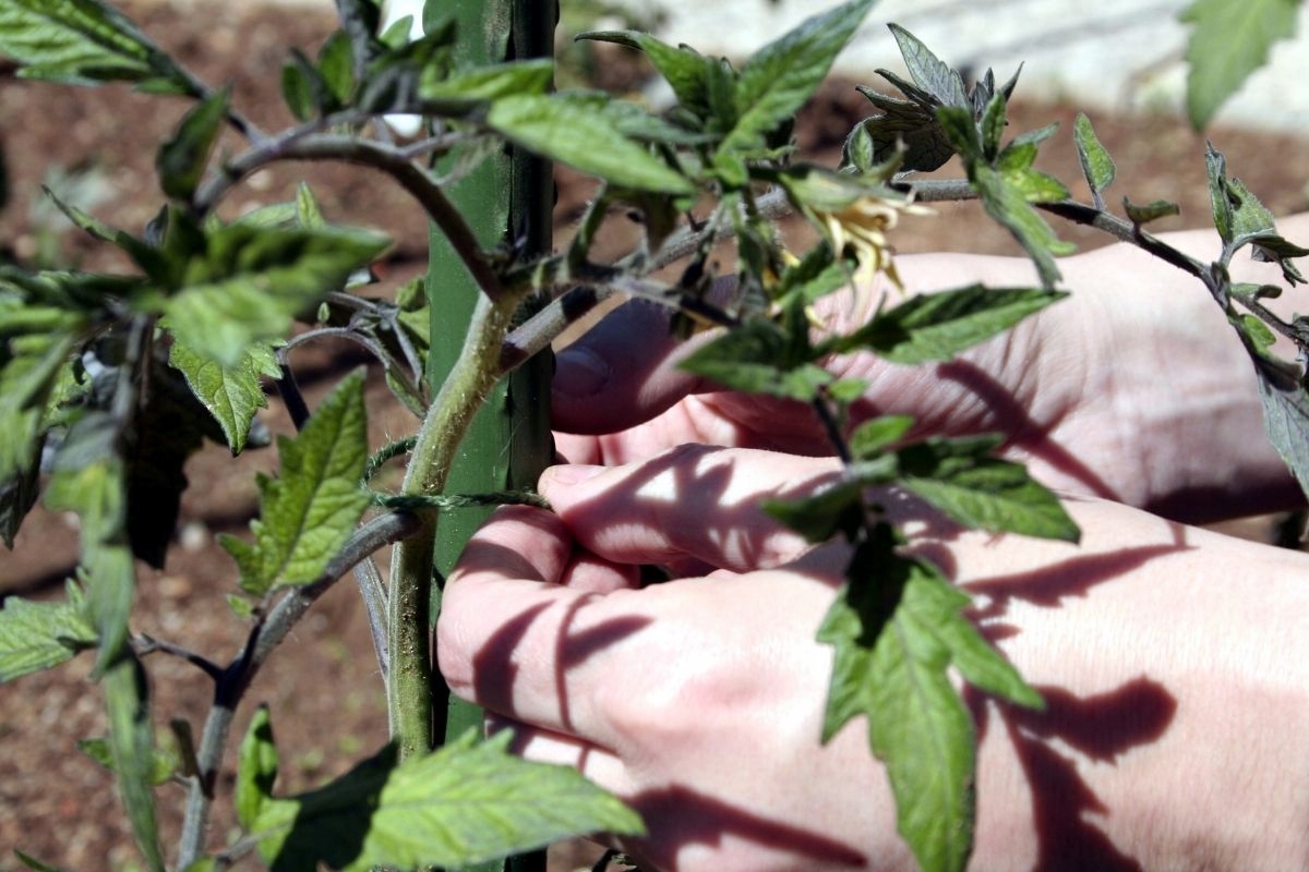 50x TYCZKA DO ROŚLIN PODPORA 90cm TYCZKI PALIK POMIDORÓW POWLEKANA STAL Średnica 11 mm