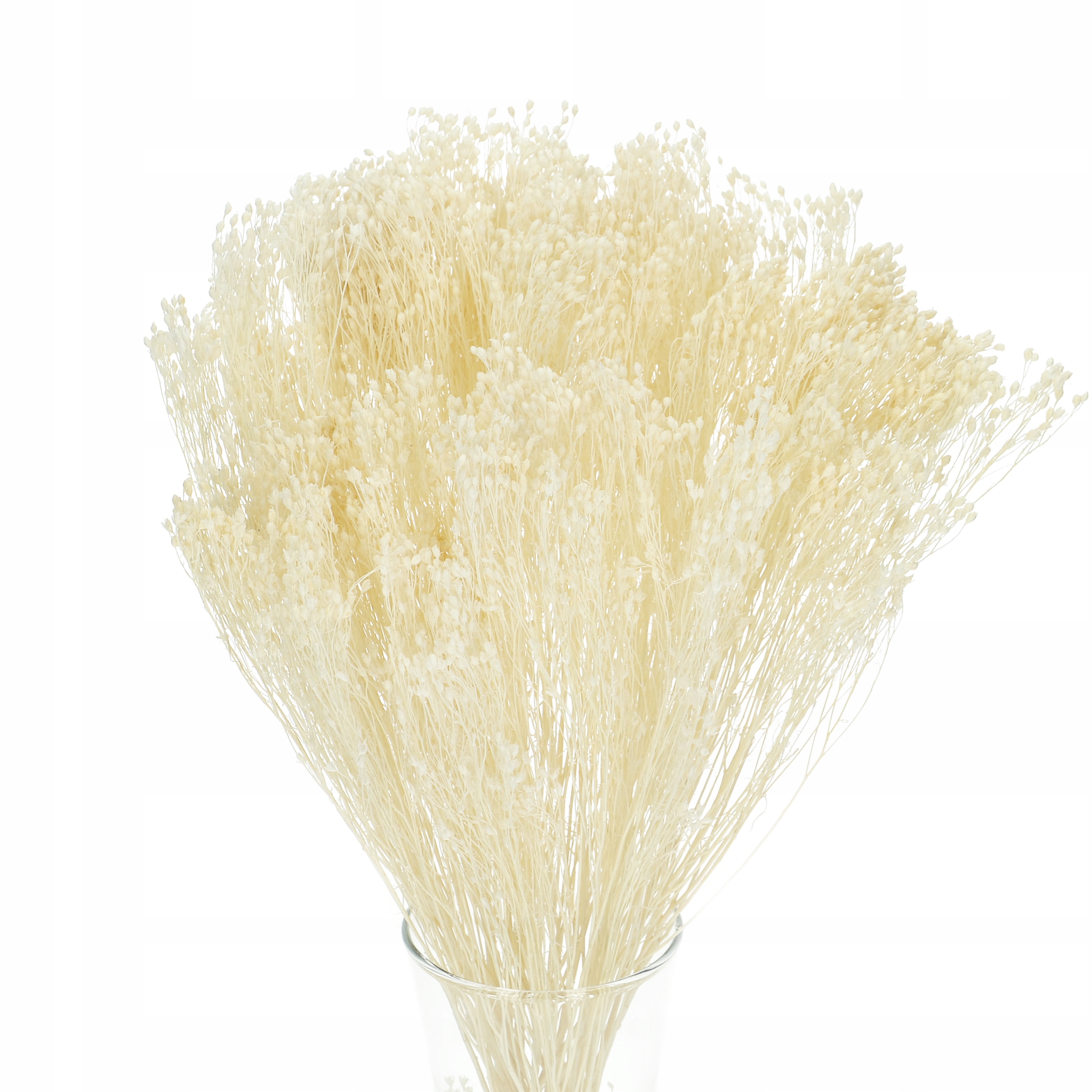 

Suszone kwiaty żarnowiec broom bloom biały suszki