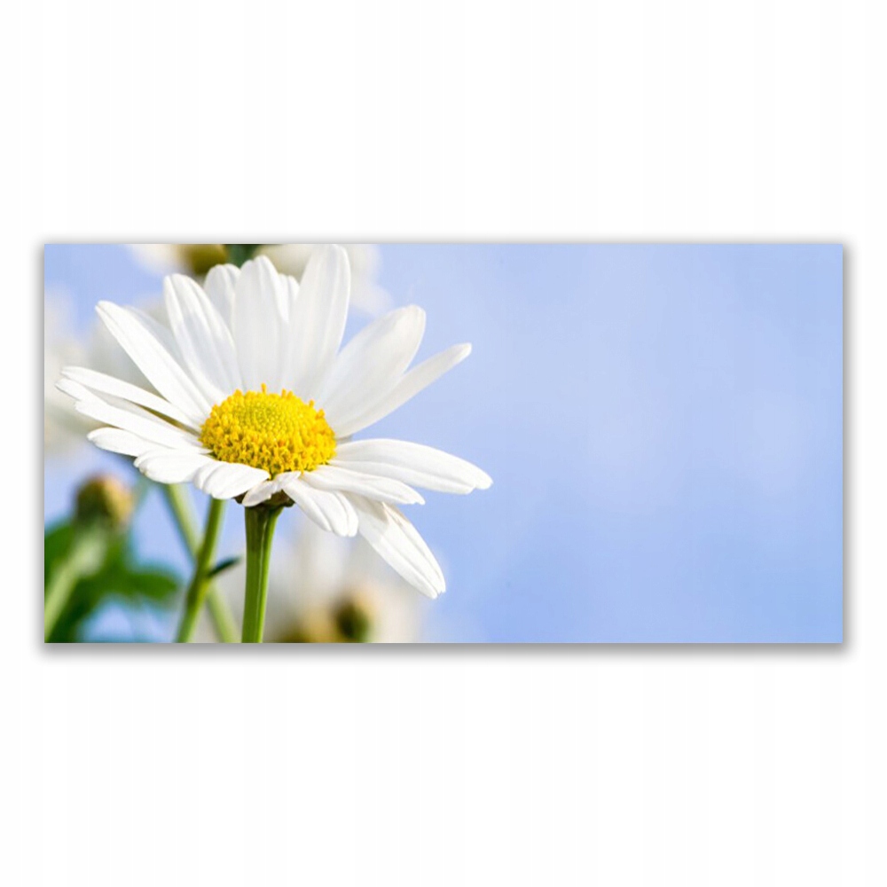 

Obraz z nadrukiem 120x60 Stokrotka Roślina Natura