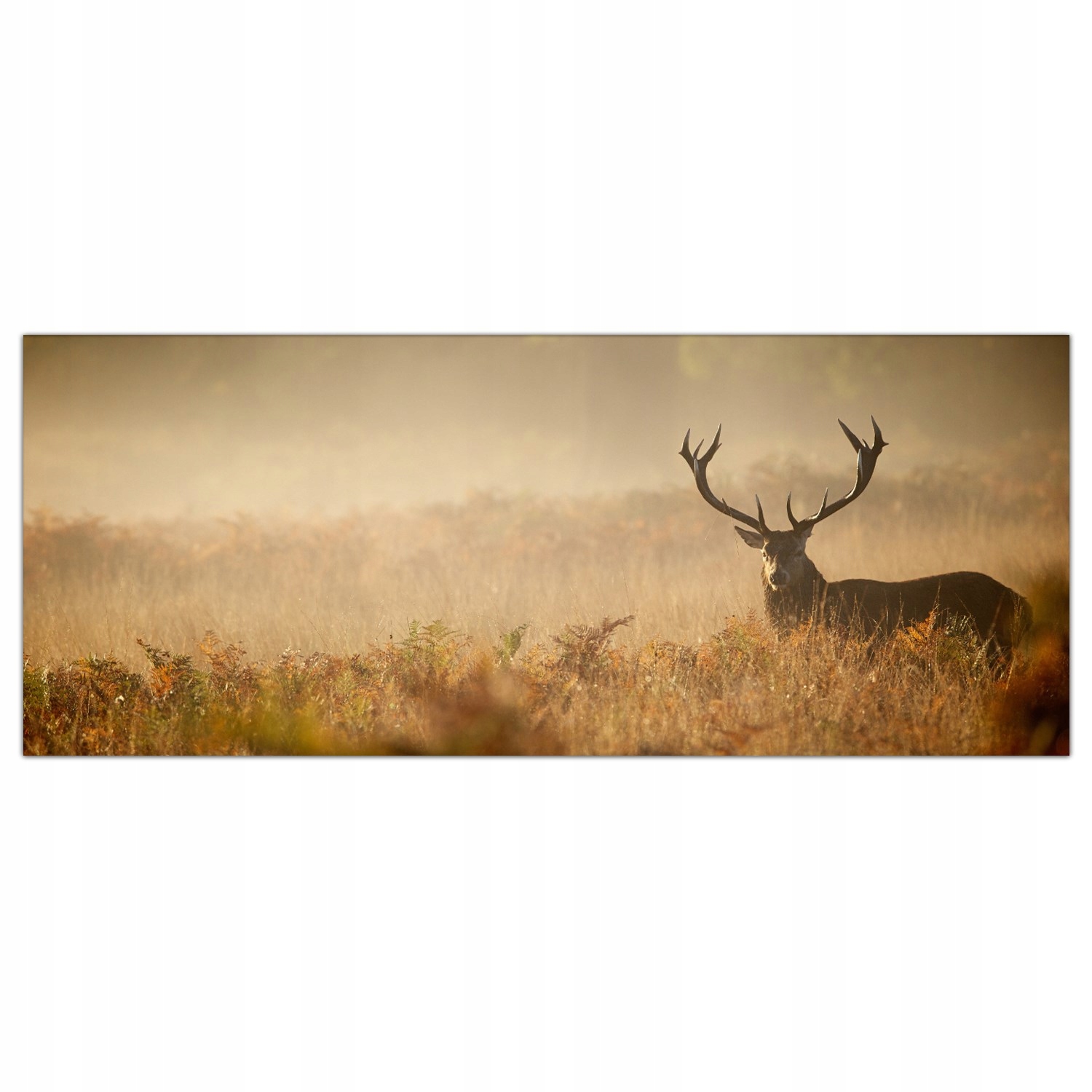 

Obraz Szklany Foto-obraz Jeleń Mgła Łąka 125x50