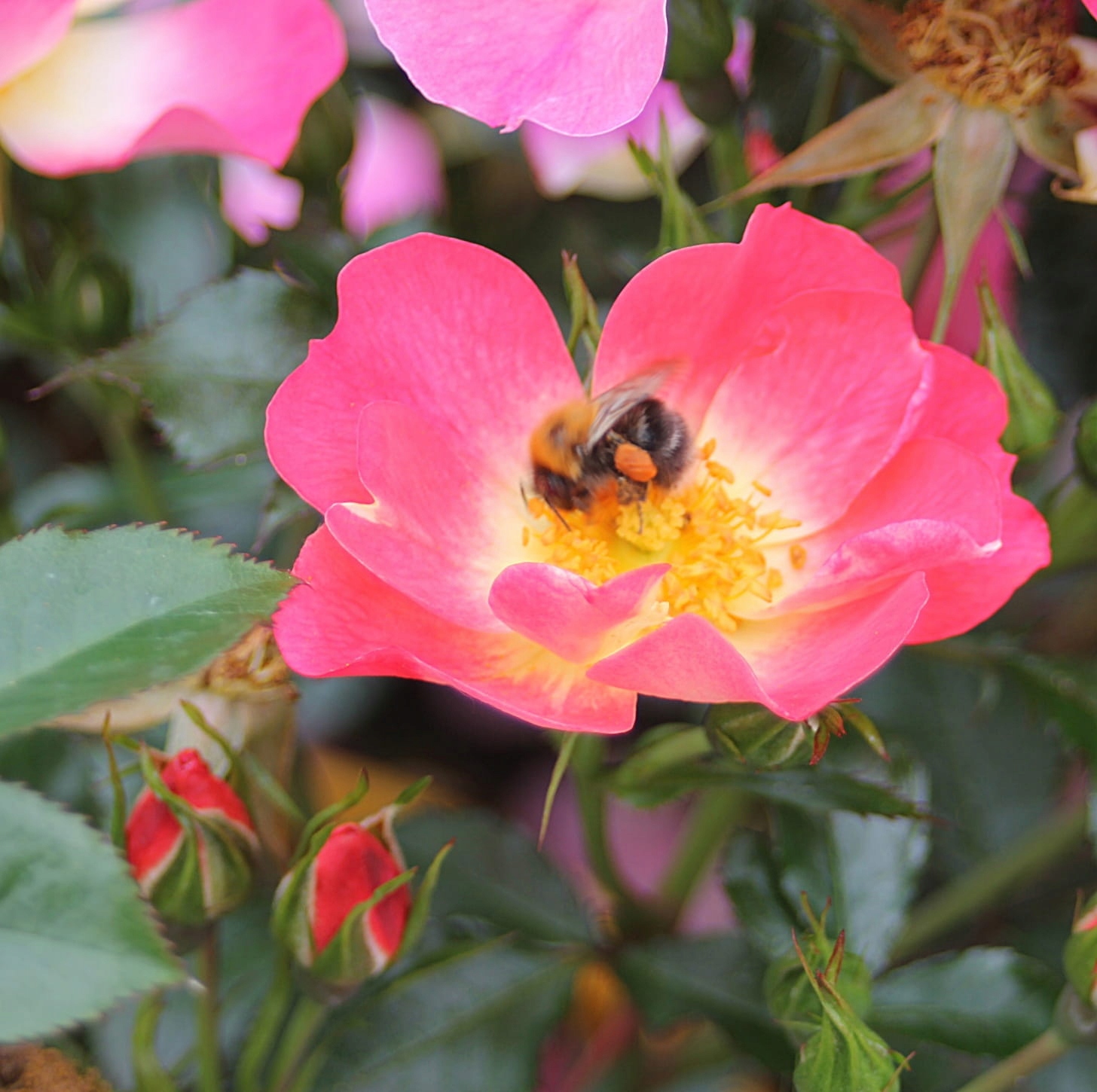 Róża miniaturowa BIENENWEIDE BICOLOR - Doniczka 2L