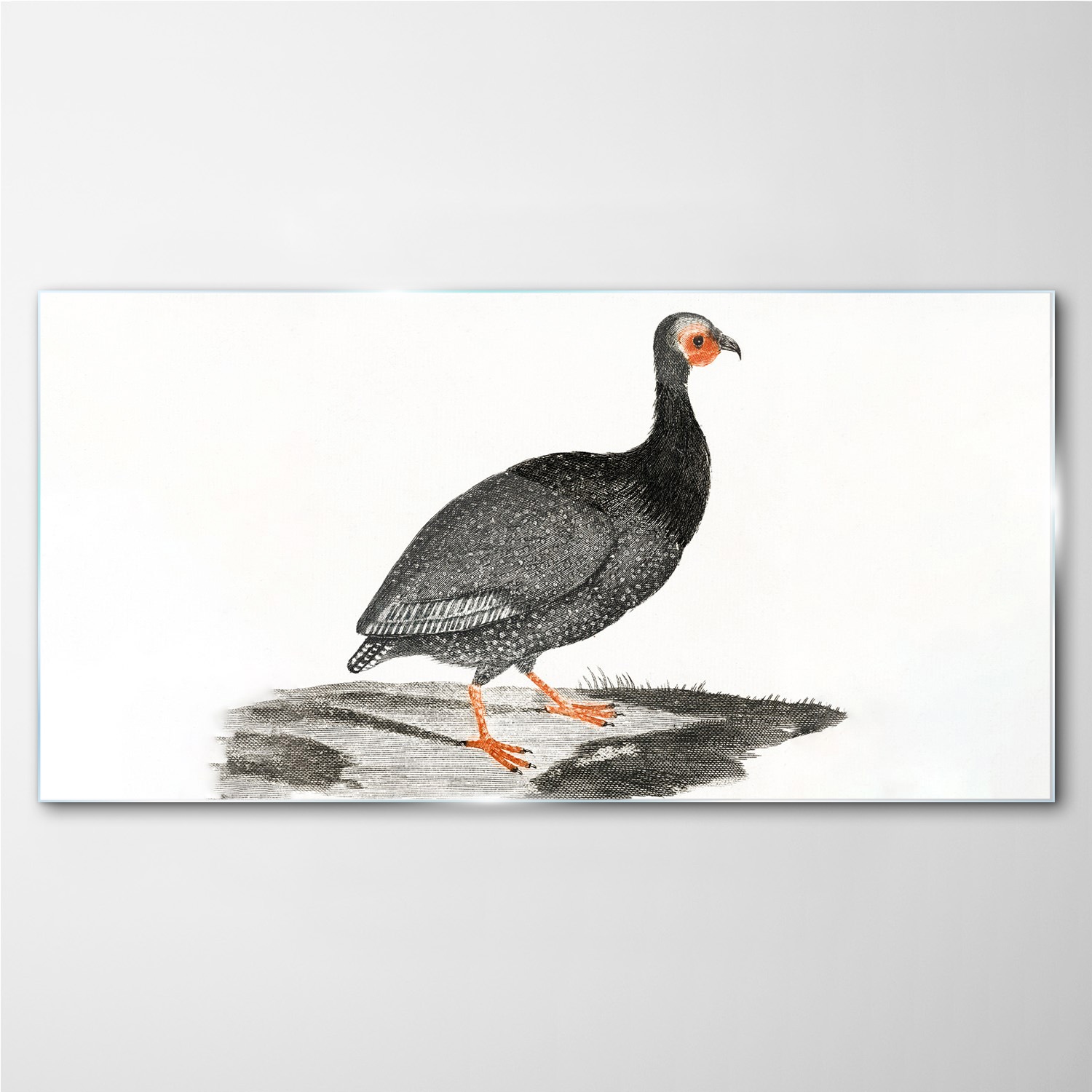 

Obraz na ścianę szklany Zwierzę ptak 100x50 cm