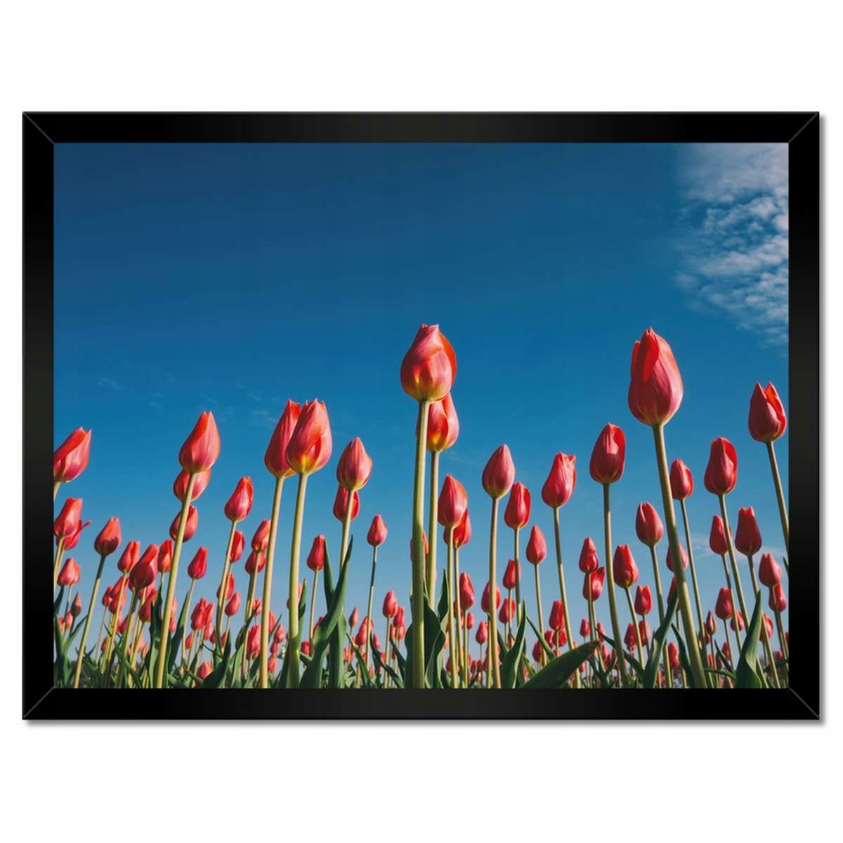 Plakáty v rámu 40x30 Tulipány Krajina Tulipány