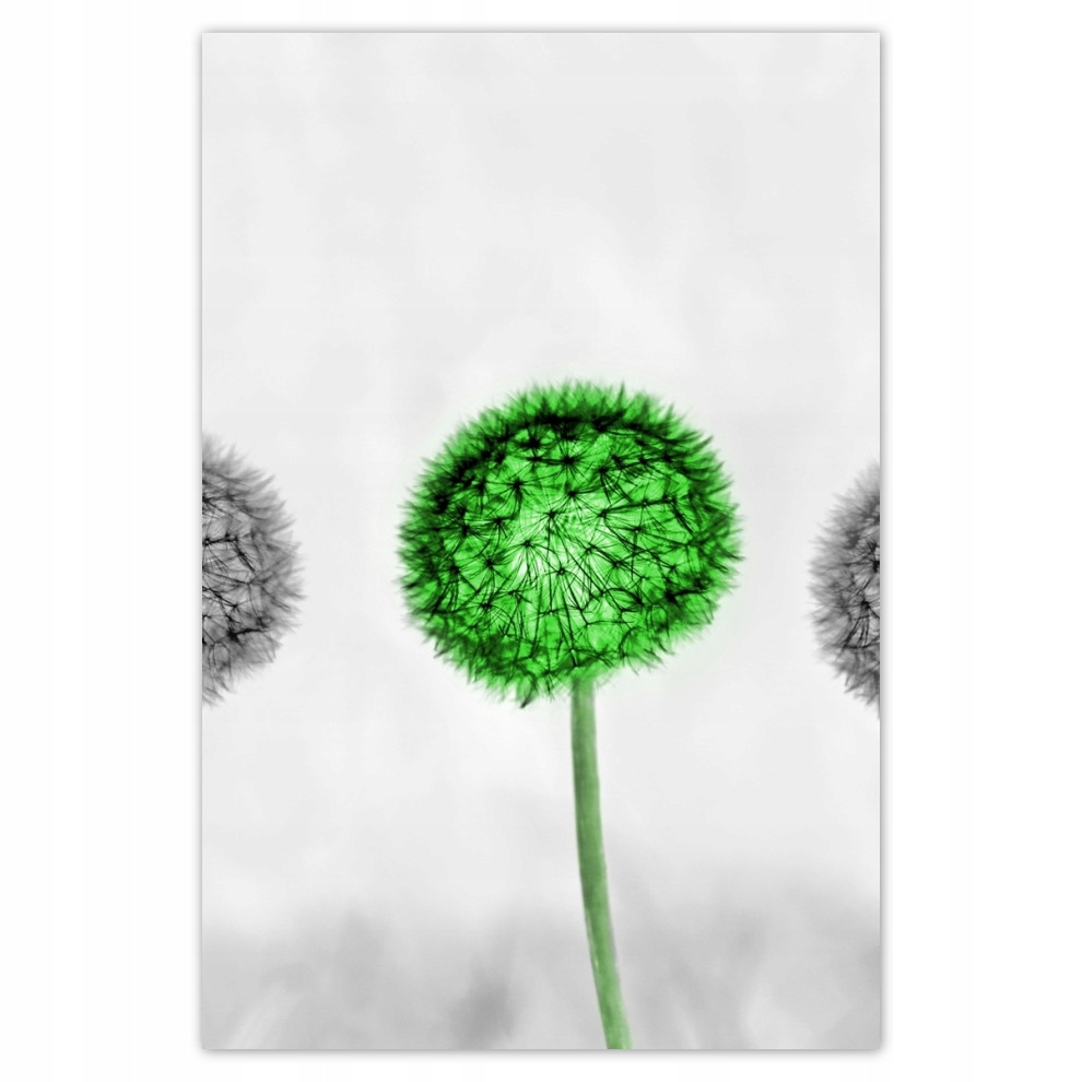 

Plakaty 62x93 Dmuchawce