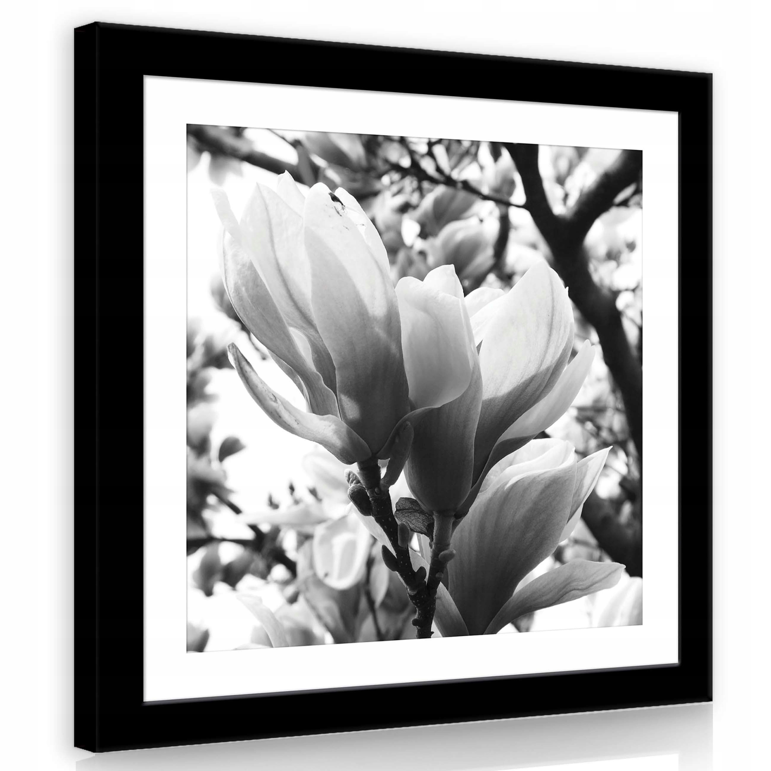 Obraz 80x80 Magnolie květiny jaro kvetení černobílé příroda klid