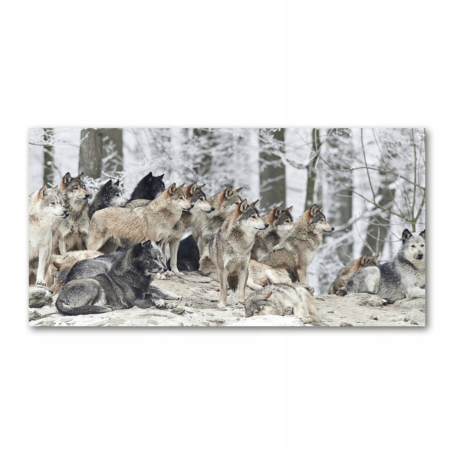 

Foto obraz na szkle akrylowym Wilki zimą 120X60 cm
