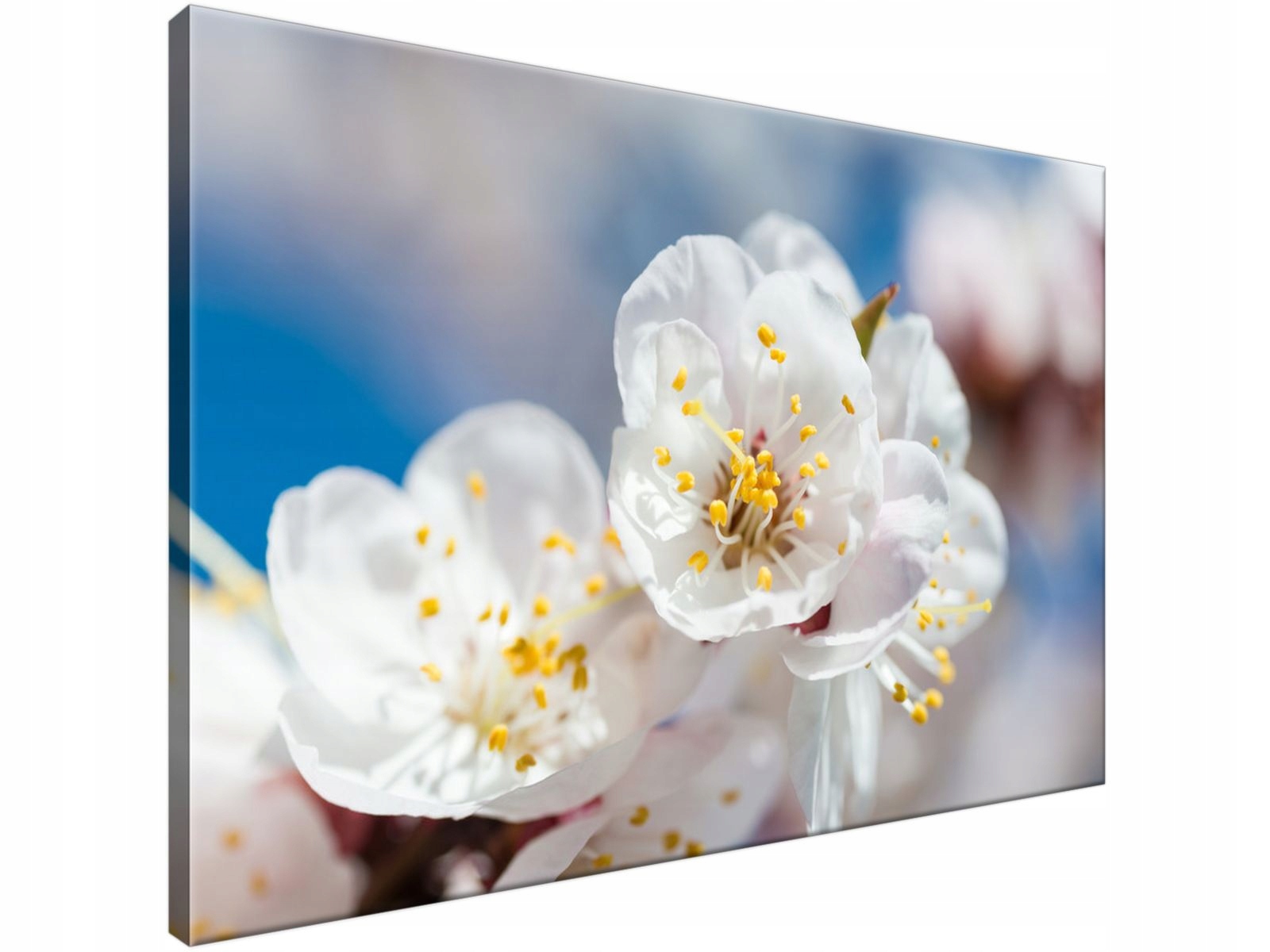 

Obraz drukowany Kwiat jabłoni 90x60 Piękny