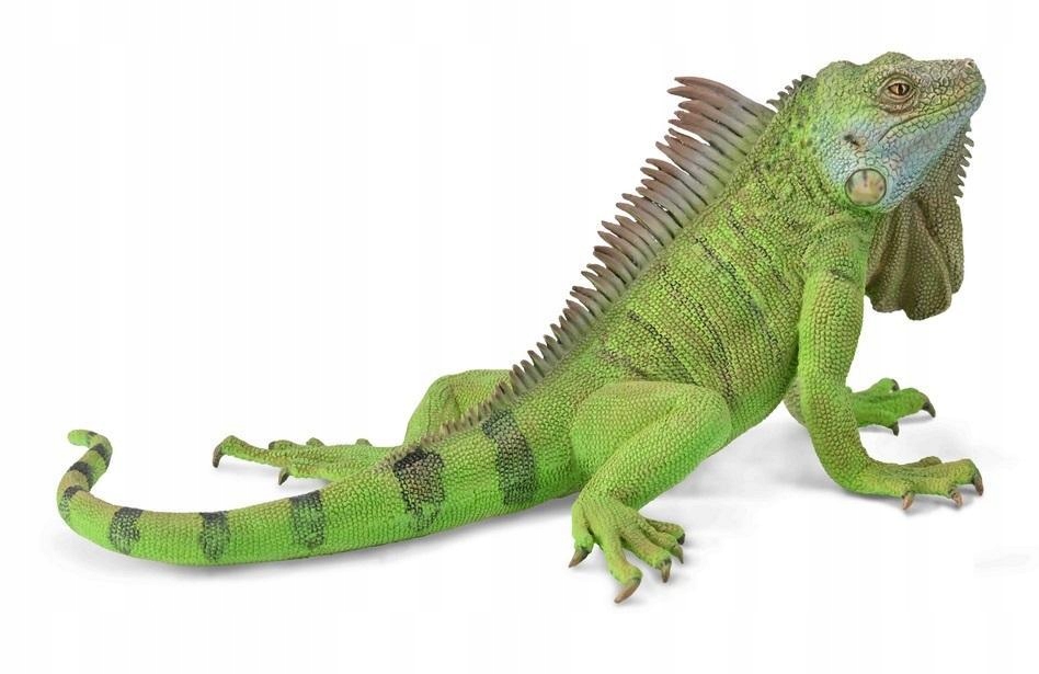 

Iguana, Collecta