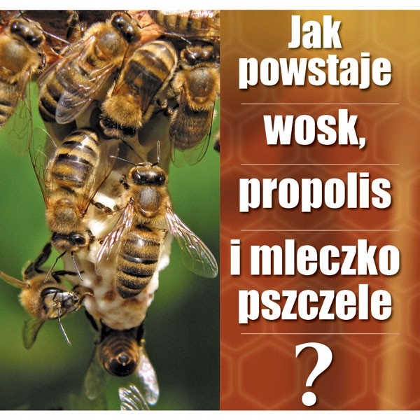 

ulotki jak powstaje wosk propolis mleczko 20 szt
