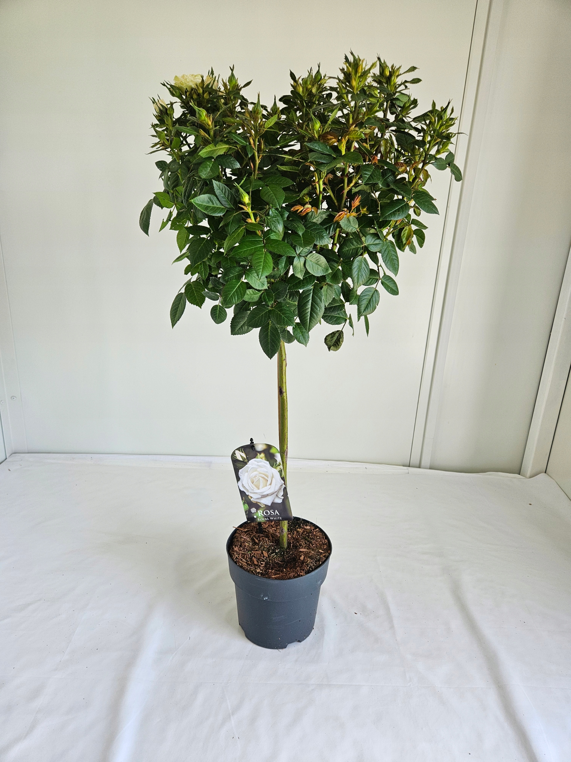 Róża SZCZEPIONA biała na pniu – Rosa 'Alba' – wys. 90 cm