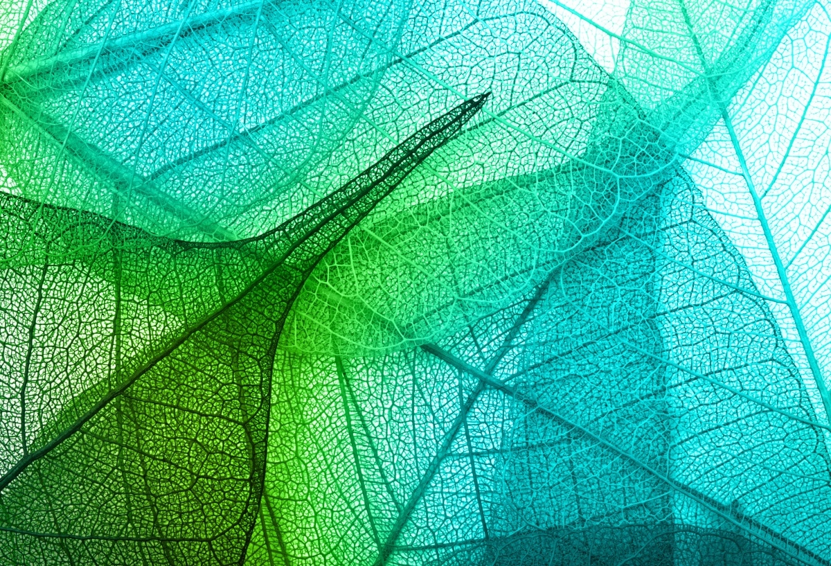 

Tapeta flizelinowa Liście Tekstura - 104x70