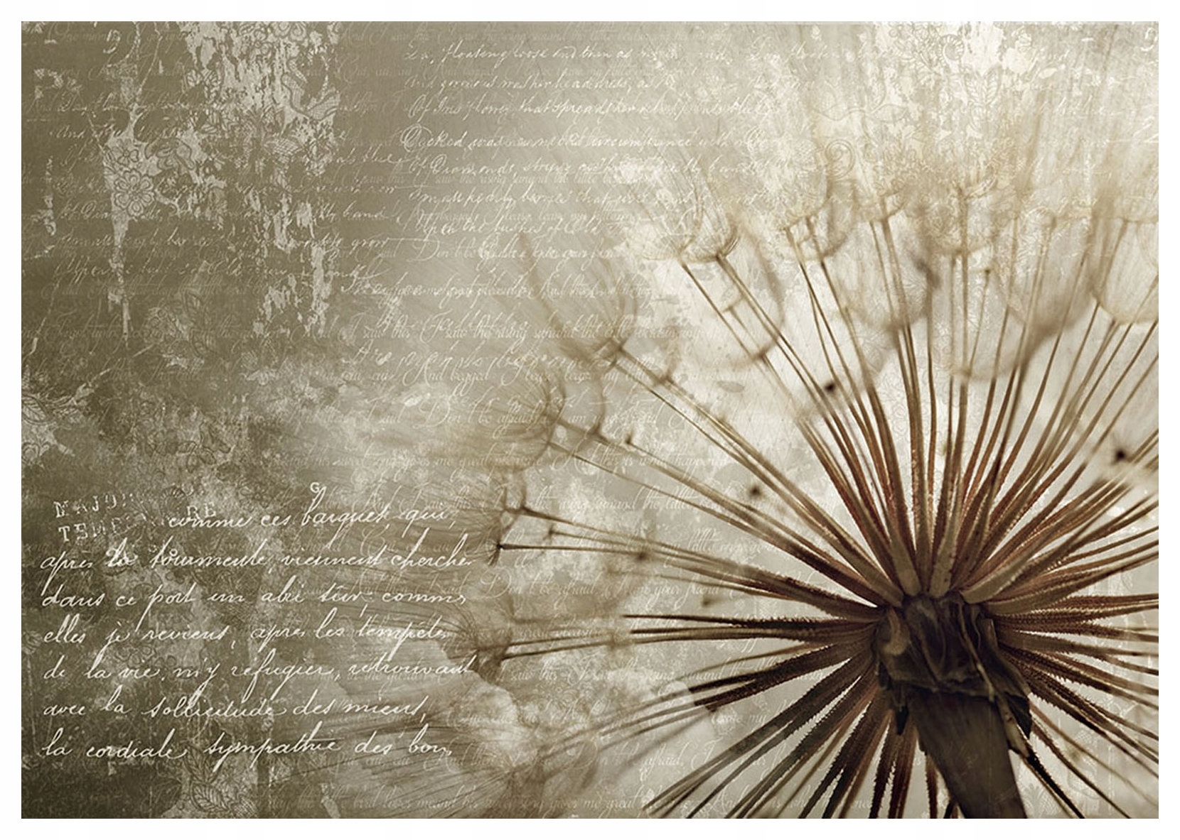 Fototapeta Púpava jemnosť vintage makro pastel vinyl 208x146 lepidlo